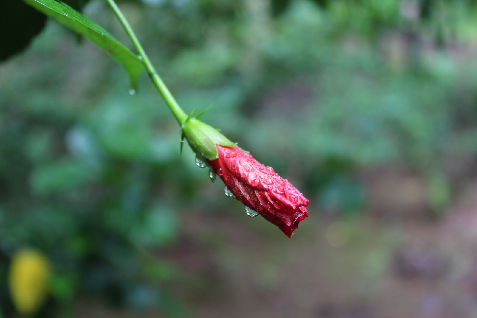 Canon EOS 1300D (EOS Rebel T6 / EOS Kiss X80) sample photo. Red flowers, nature, garden photography