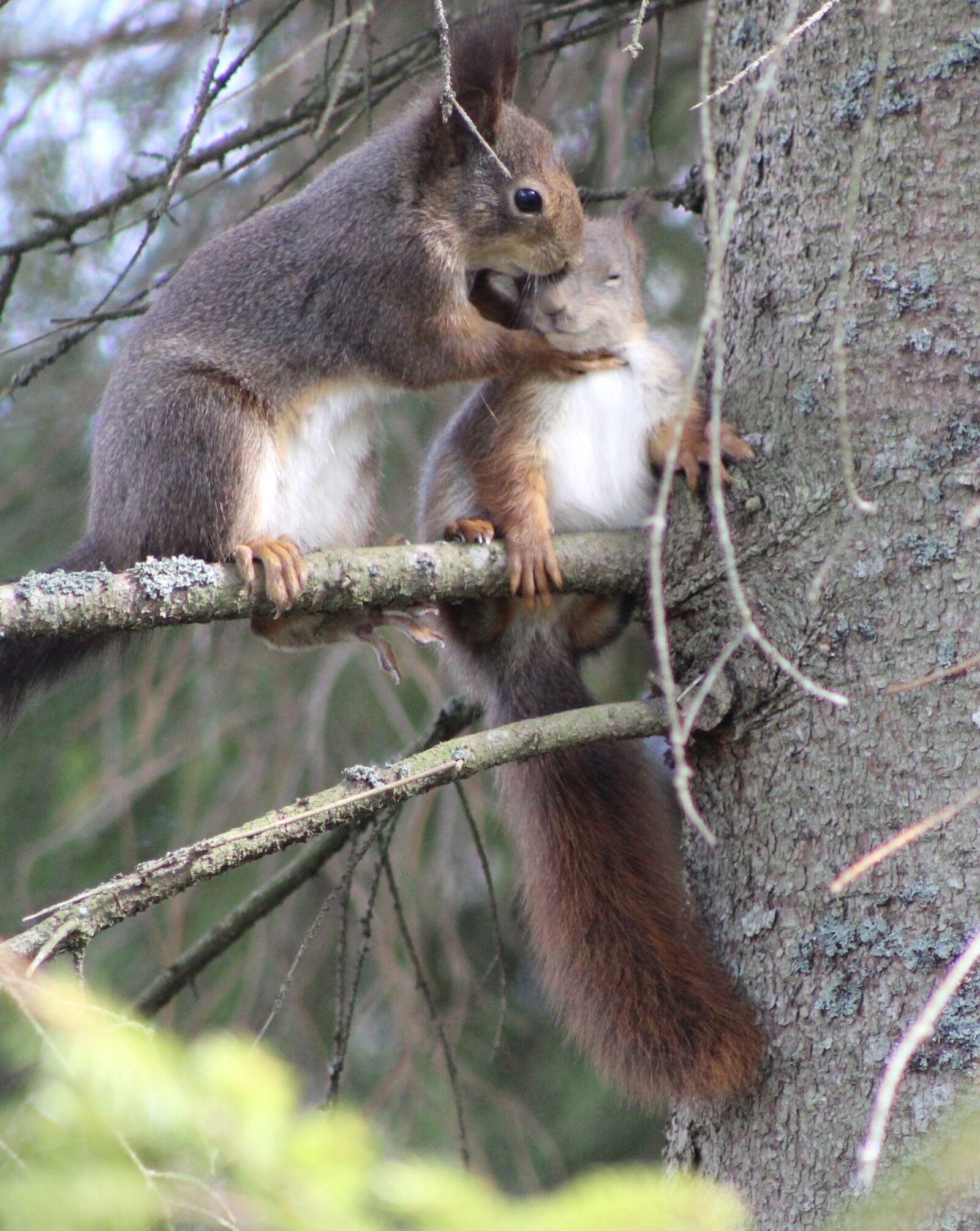 Canon EF75-300mm f/4-5.6 sample photo. Squirrel, nature, 2 squirrels photography