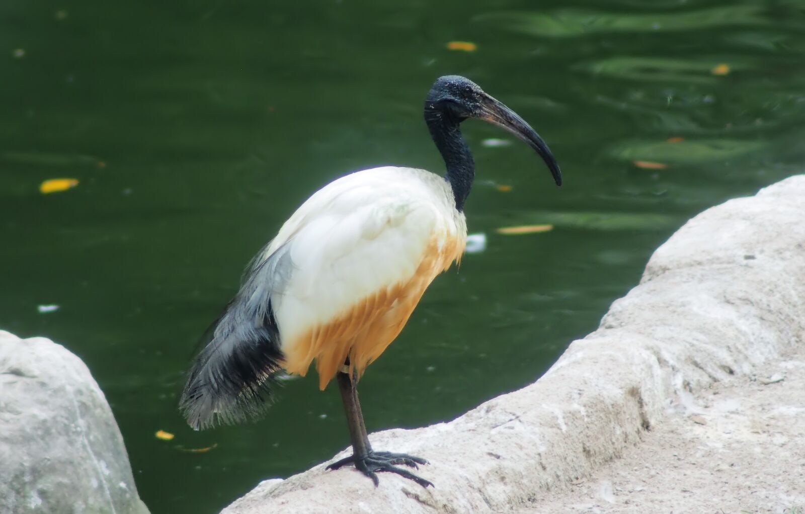 Olympus OM-D E-M1 sample photo. Wildlife, bird, animal photography