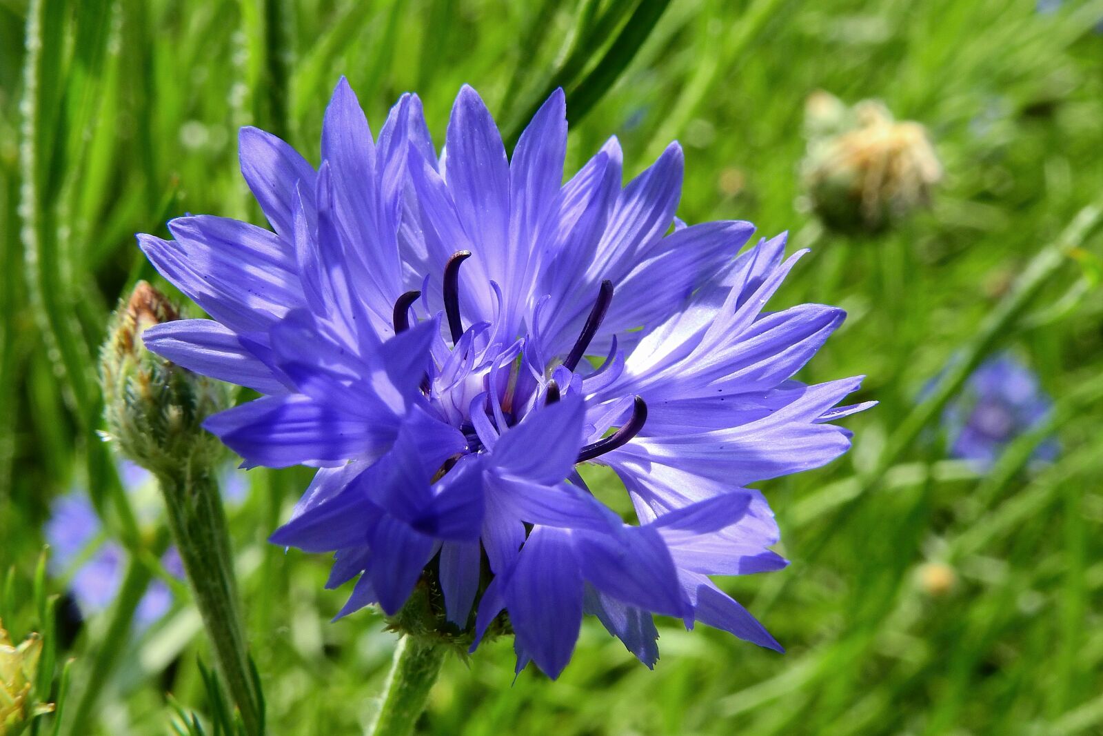 Nikon Coolpix P900 sample photo. Cornflower, bluebottle, blue photography