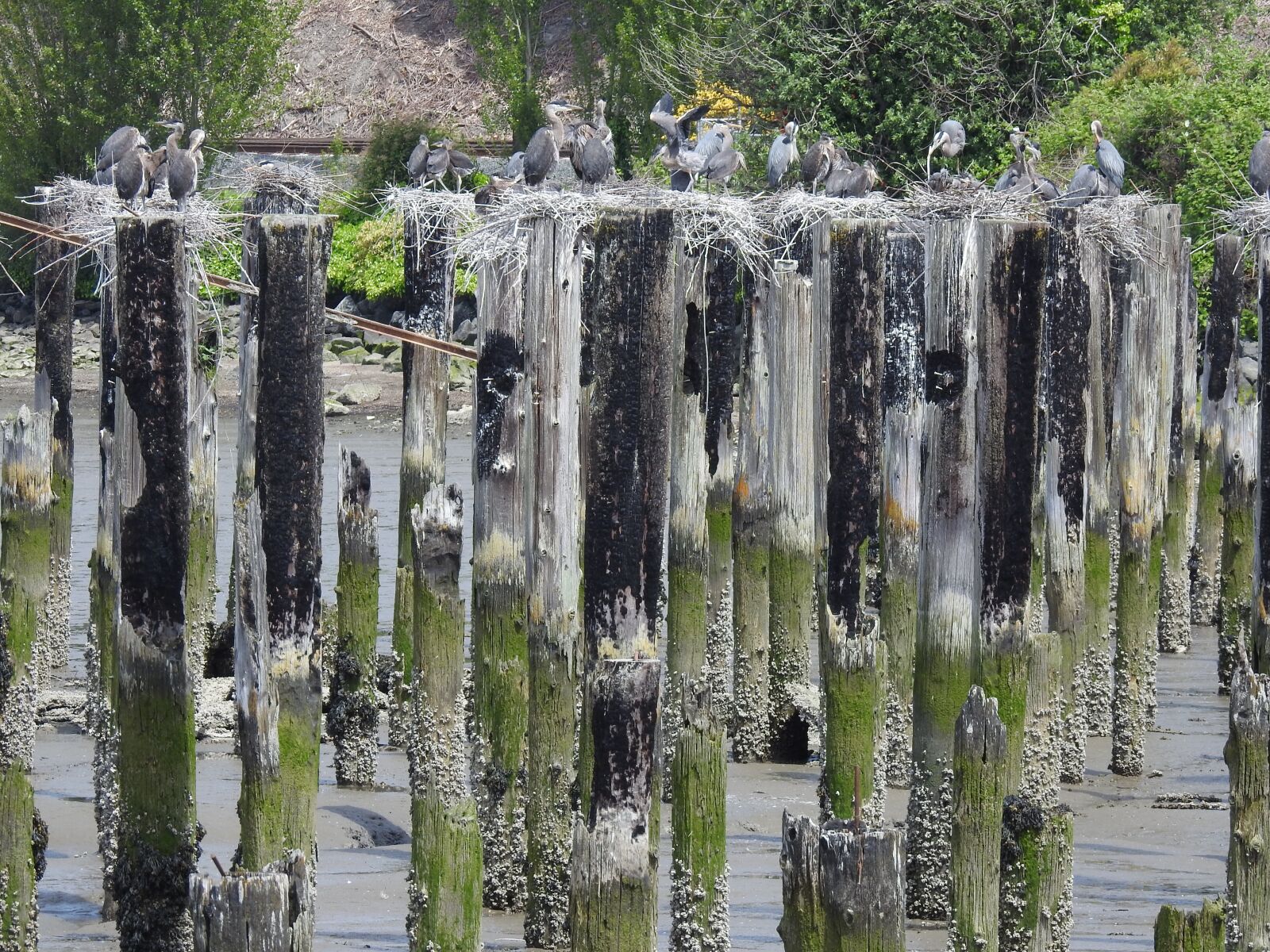 Nikon Coolpix P900 sample photo. Heron, nest, wild photography