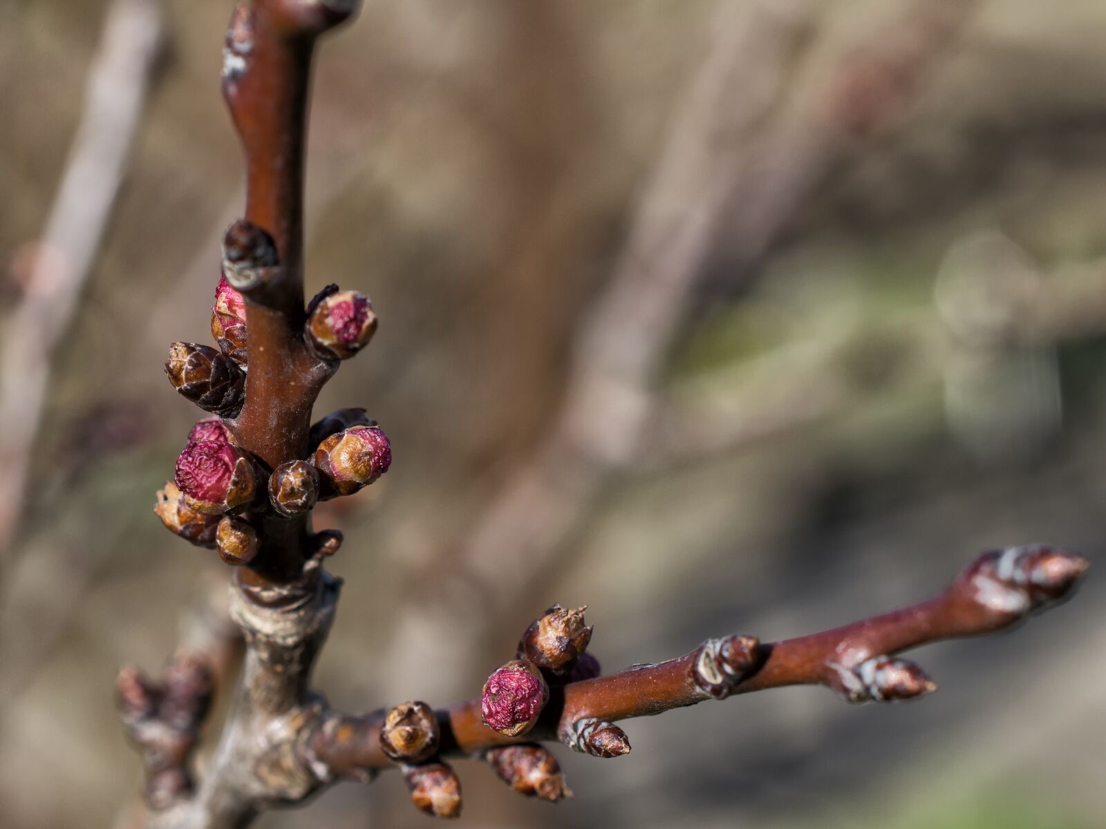 Nikon D3300 sample photo. Flower, plant, nature photography