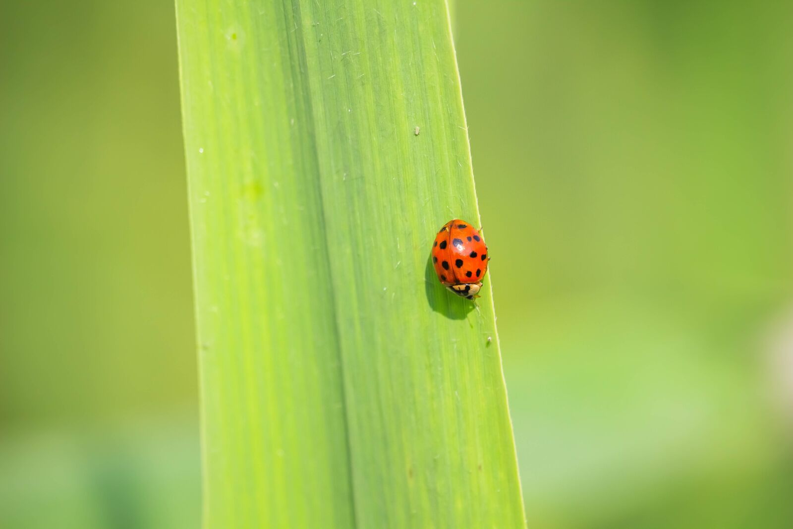 Canon EOS 100D (EOS Rebel SL1 / EOS Kiss X7) + Canon EF-S 55-250mm F4-5.6 IS STM sample photo. Red ladybug, ladybug, red photography