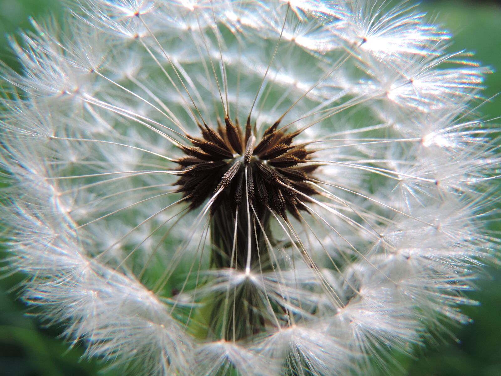 Nikon Coolpix P520 sample photo. Dandelion, core, white photography
