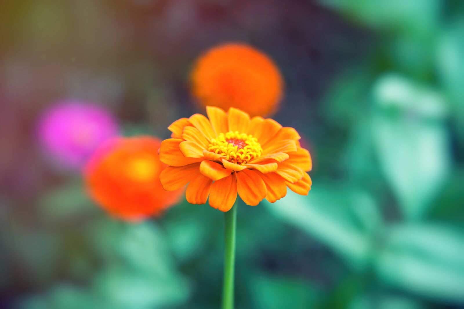 Nikon D750 sample photo. Flower, flowers, orange photography