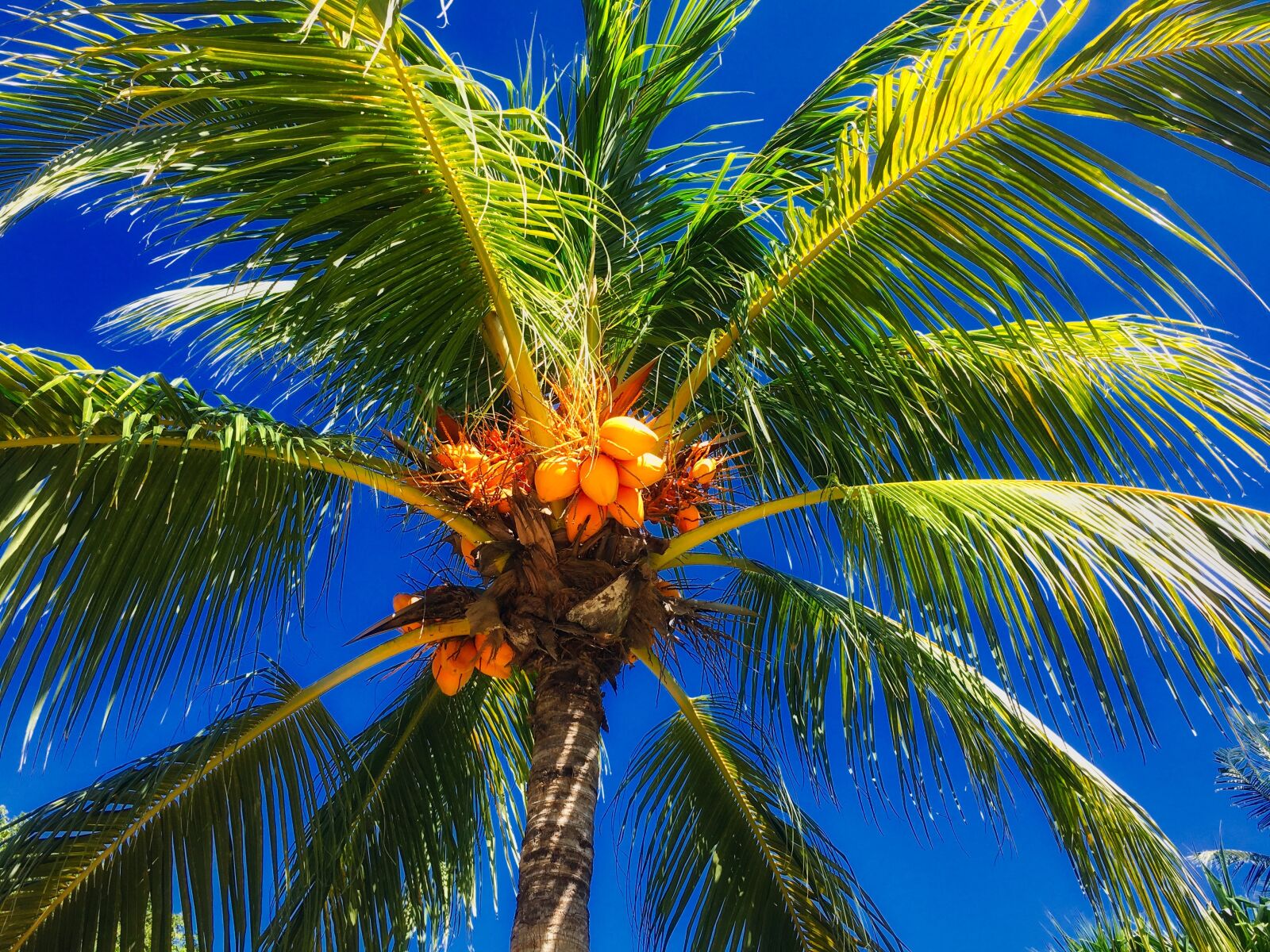 Apple iPhone 6s Plus sample photo. Exotica, palma, koksy photography
