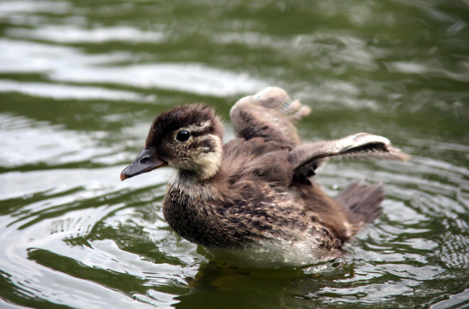 Canon EOS 5D Mark II sample photo. Duck, young, flying photography