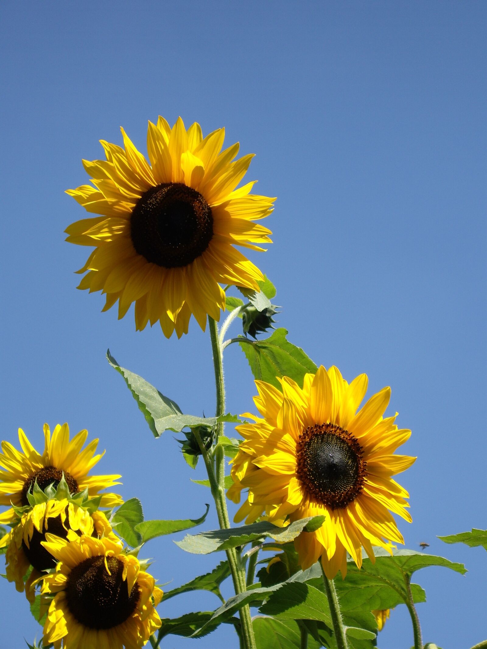 Pentax OPTIO S7 sample photo. Plant, flower, sunflower photography