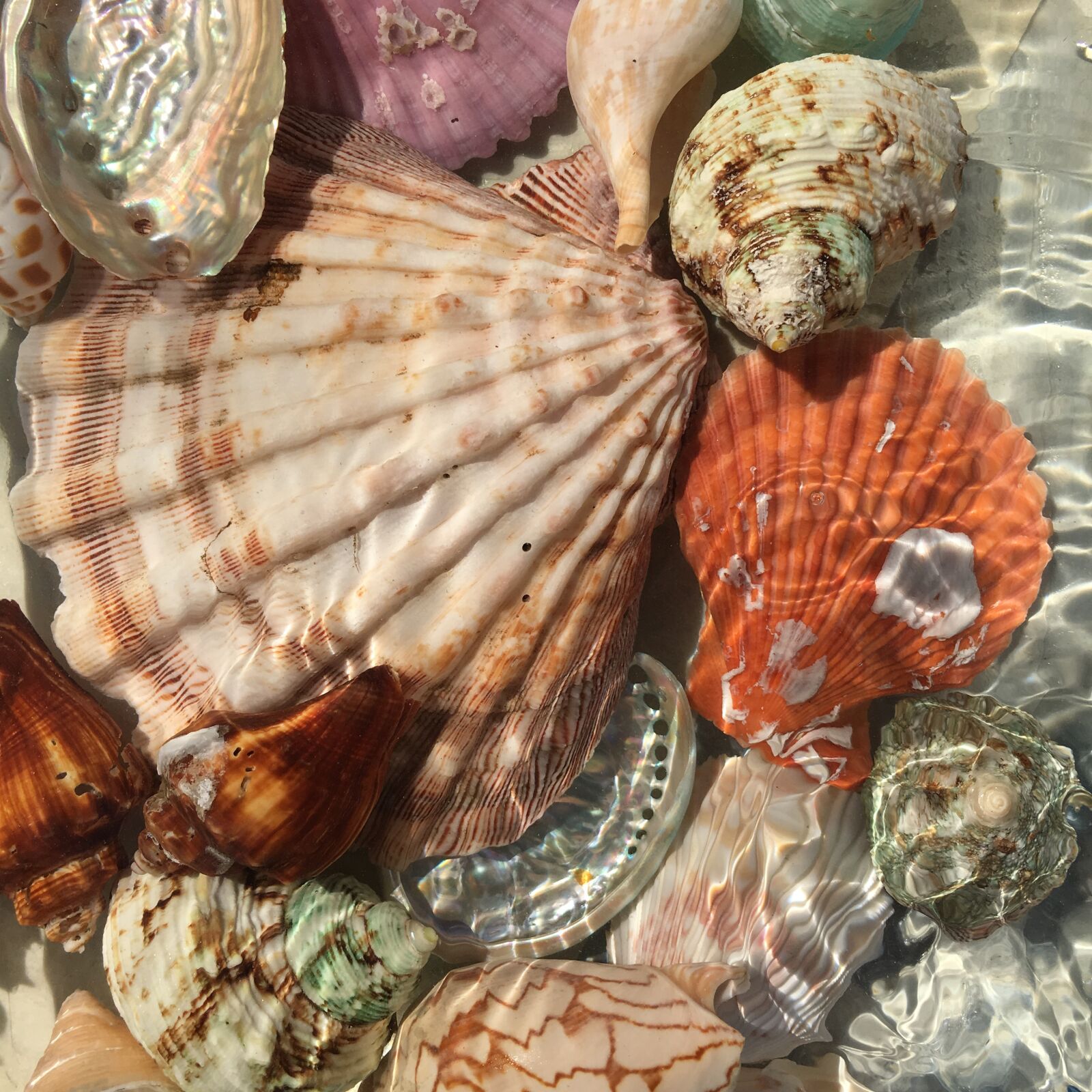 Apple iPhone 6s sample photo. Seashells, shells, water photography