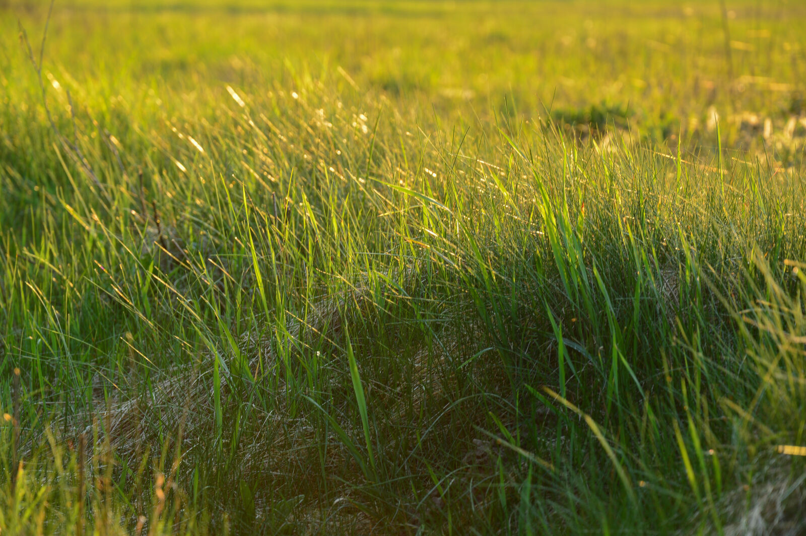 Nikon D3200 sample photo
