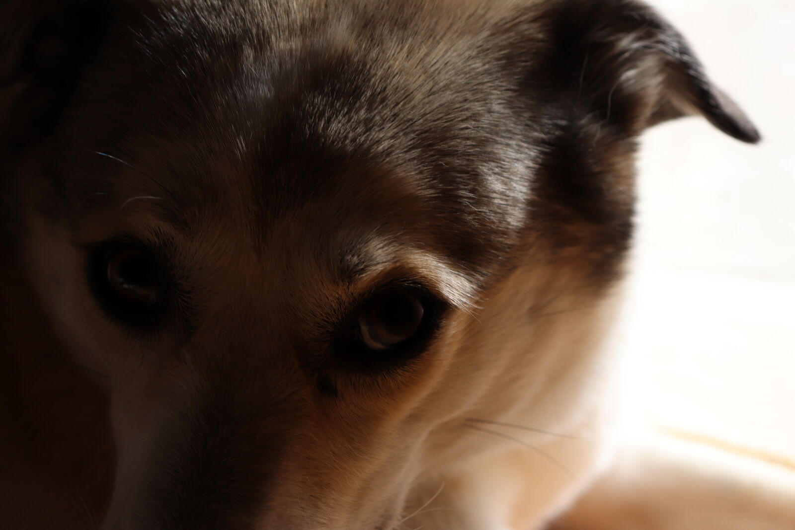 Canon EOS 77D (EOS 9000D / EOS 770D) sample photo. Dog, dog, eyes photography