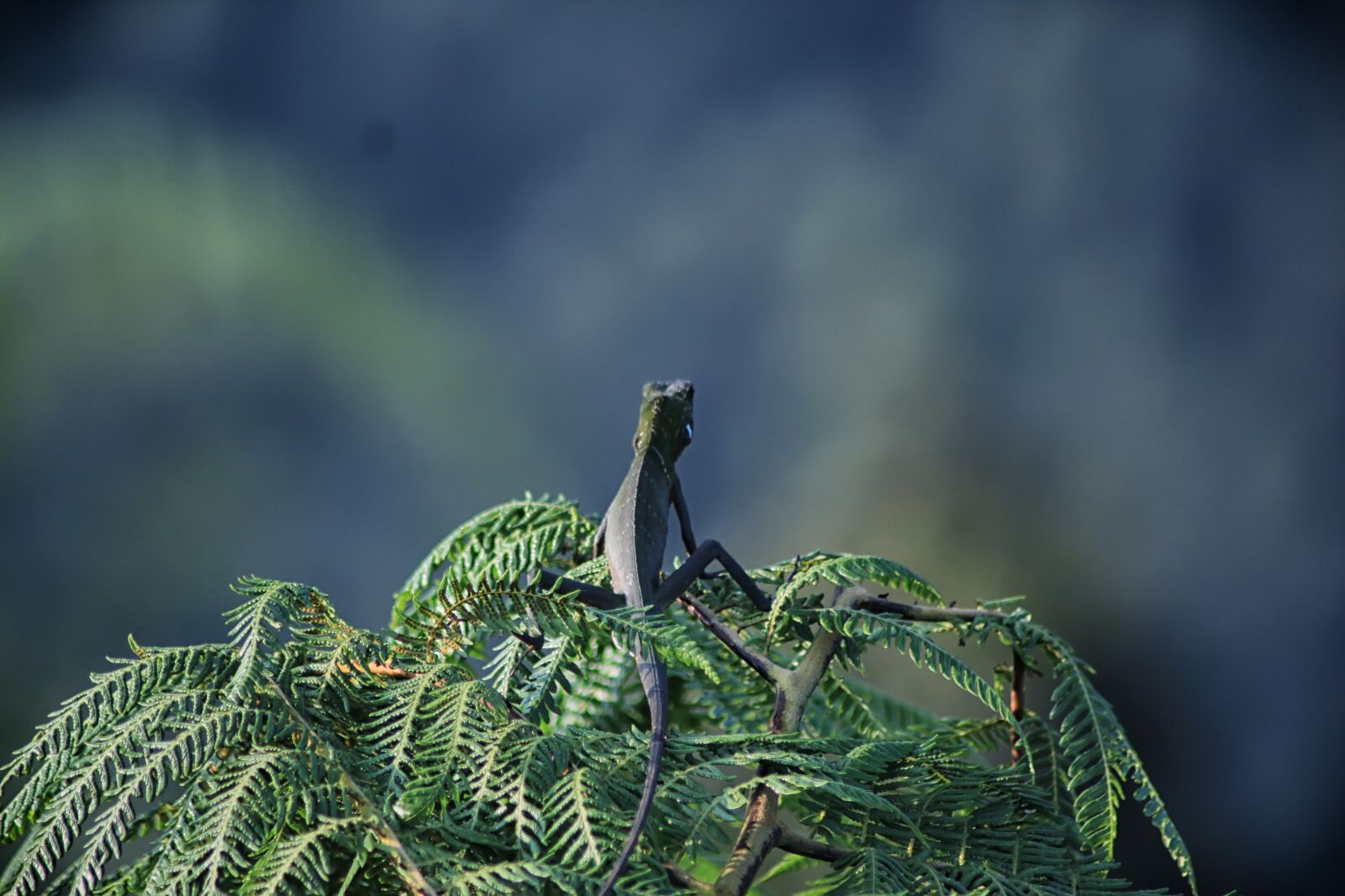 Canon EOS 650D (EOS Rebel T4i / EOS Kiss X6i) sample photo. Peak, bogor, fauna photography