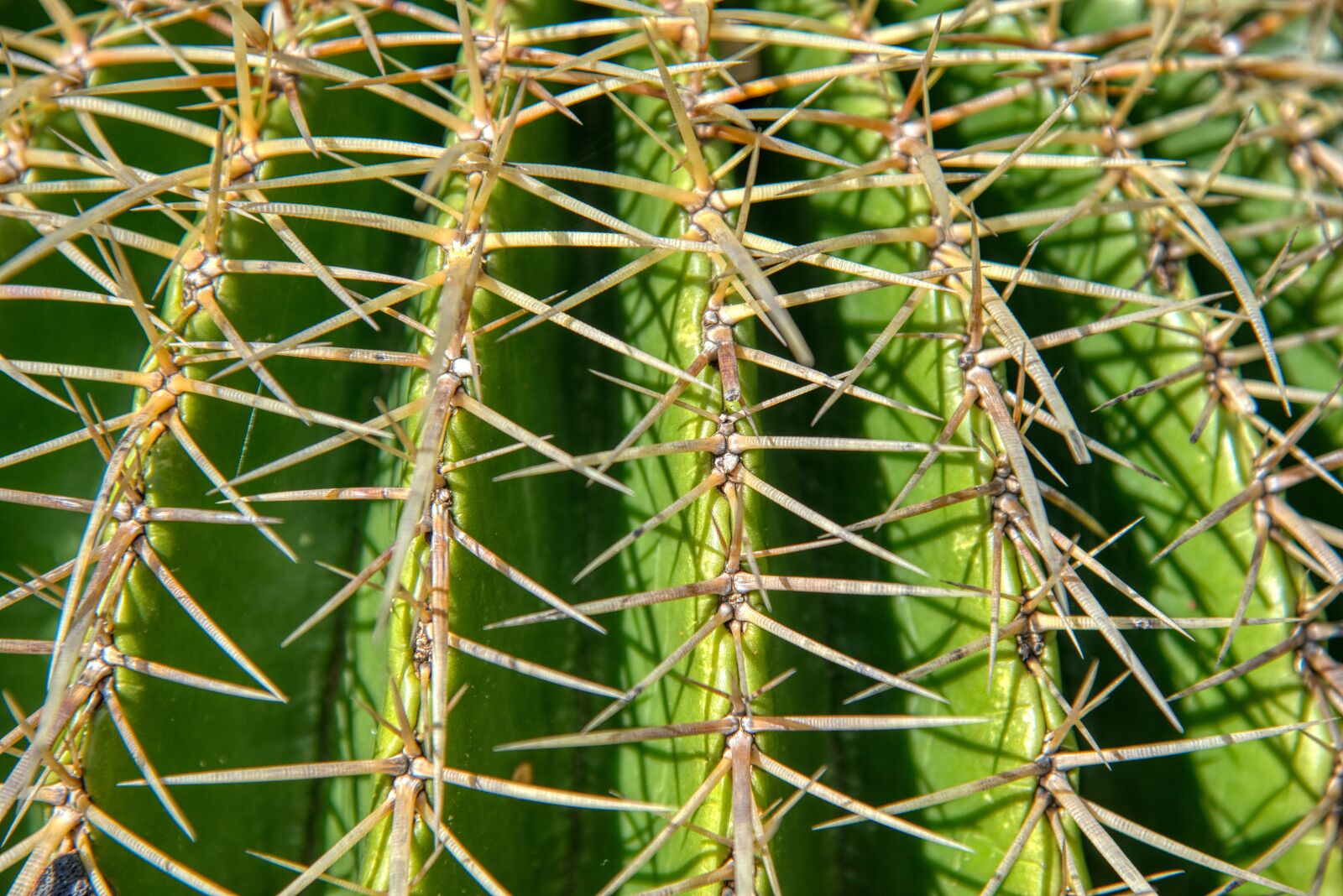 Nikon D750 sample photo. Cactus, spur, pointed photography