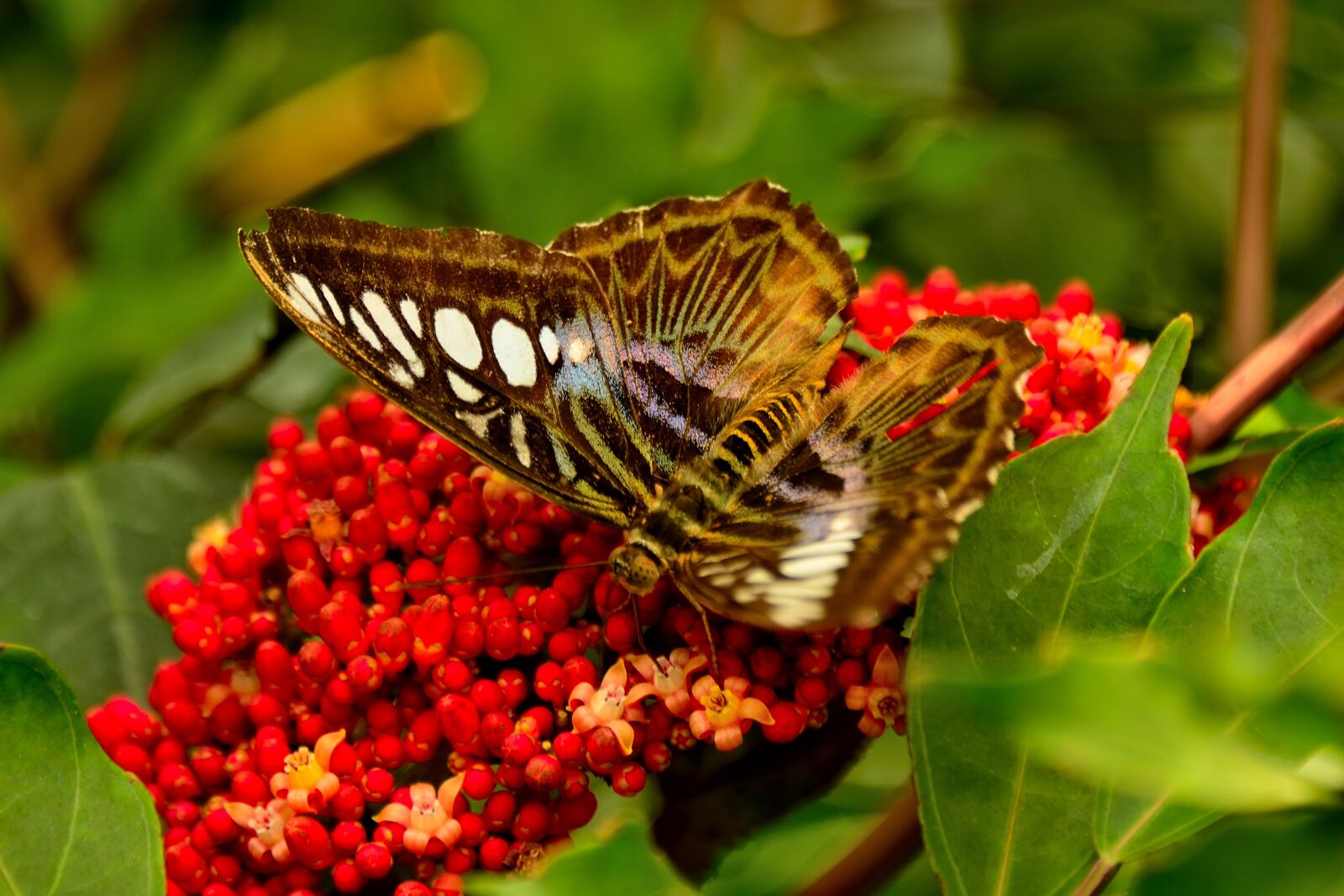 Nikon D800 sample photo. Butterfly, mainau, lake constance photography
