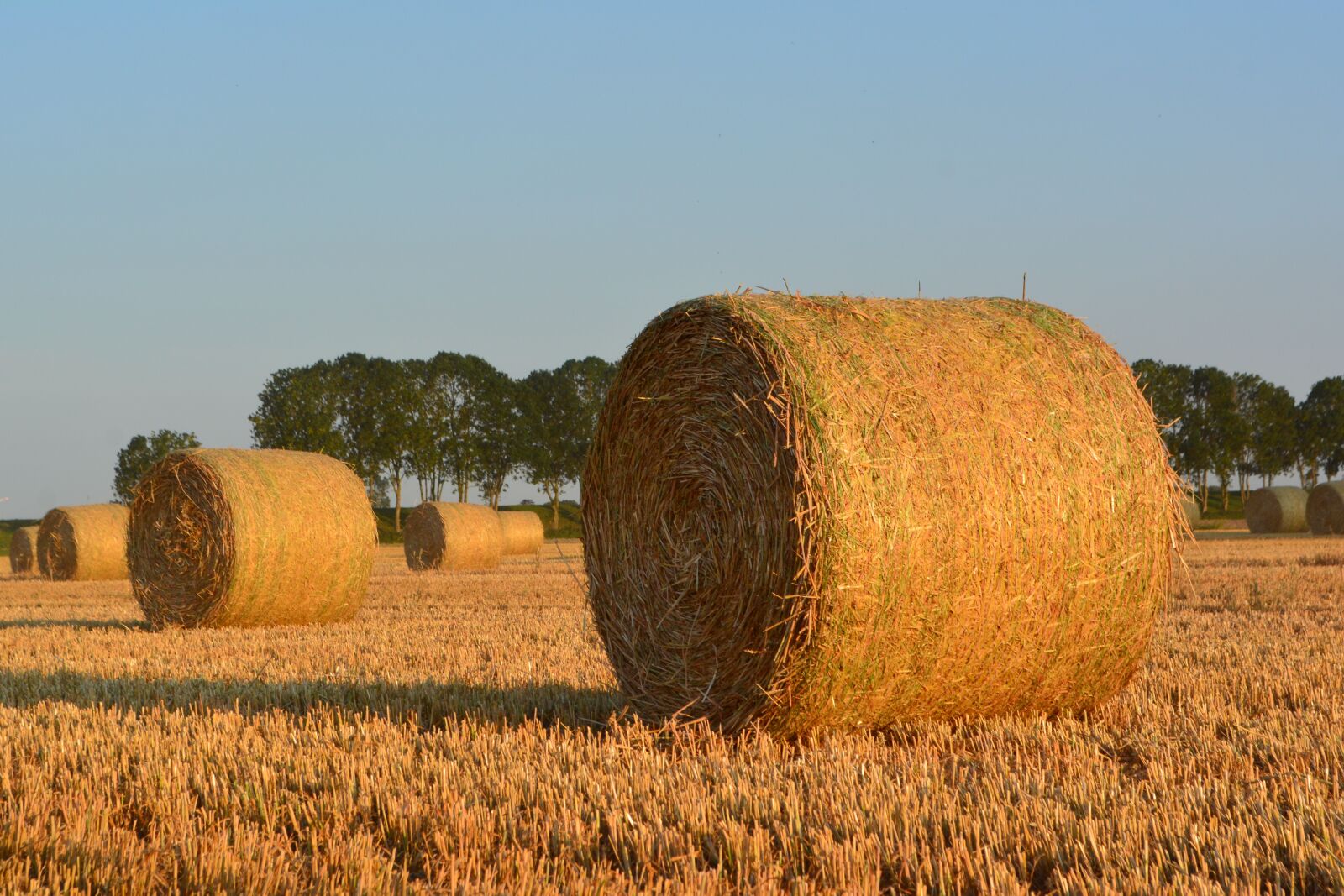 Nikon D5200 sample photo. Straw bales, round bales photography