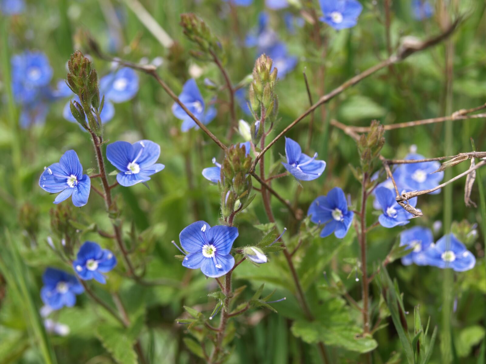 Olympus E-510 (EVOLT E-510) sample photo. Veronica, flower, blue photography