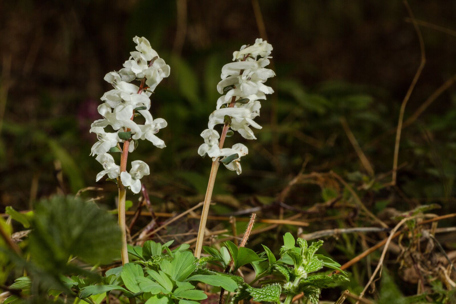 Canon EOS 7D sample photo. Flower, early bloomer, corydalis photography