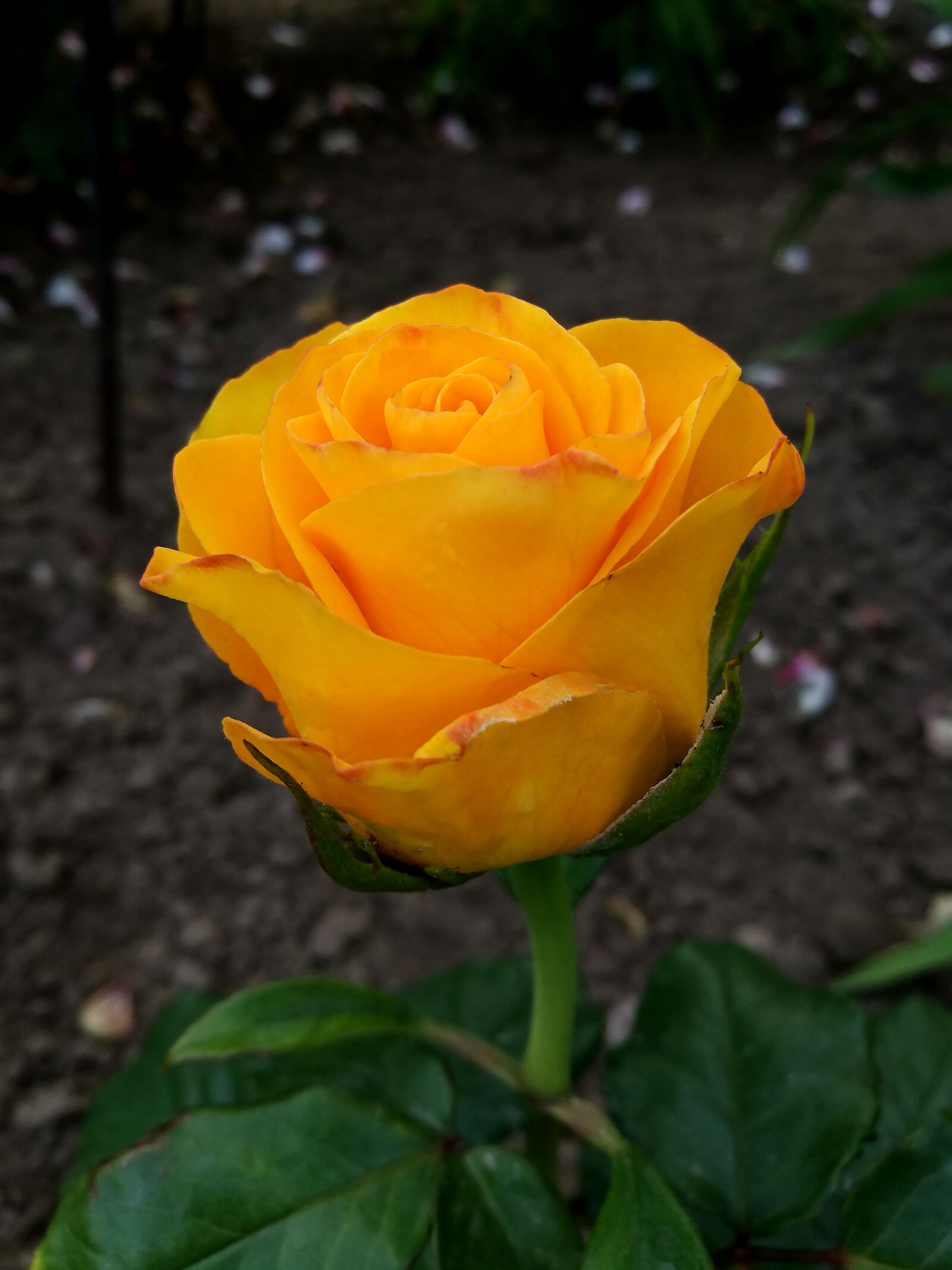 HUAWEI P9 sample photo. Rose, garden, yellow rose photography