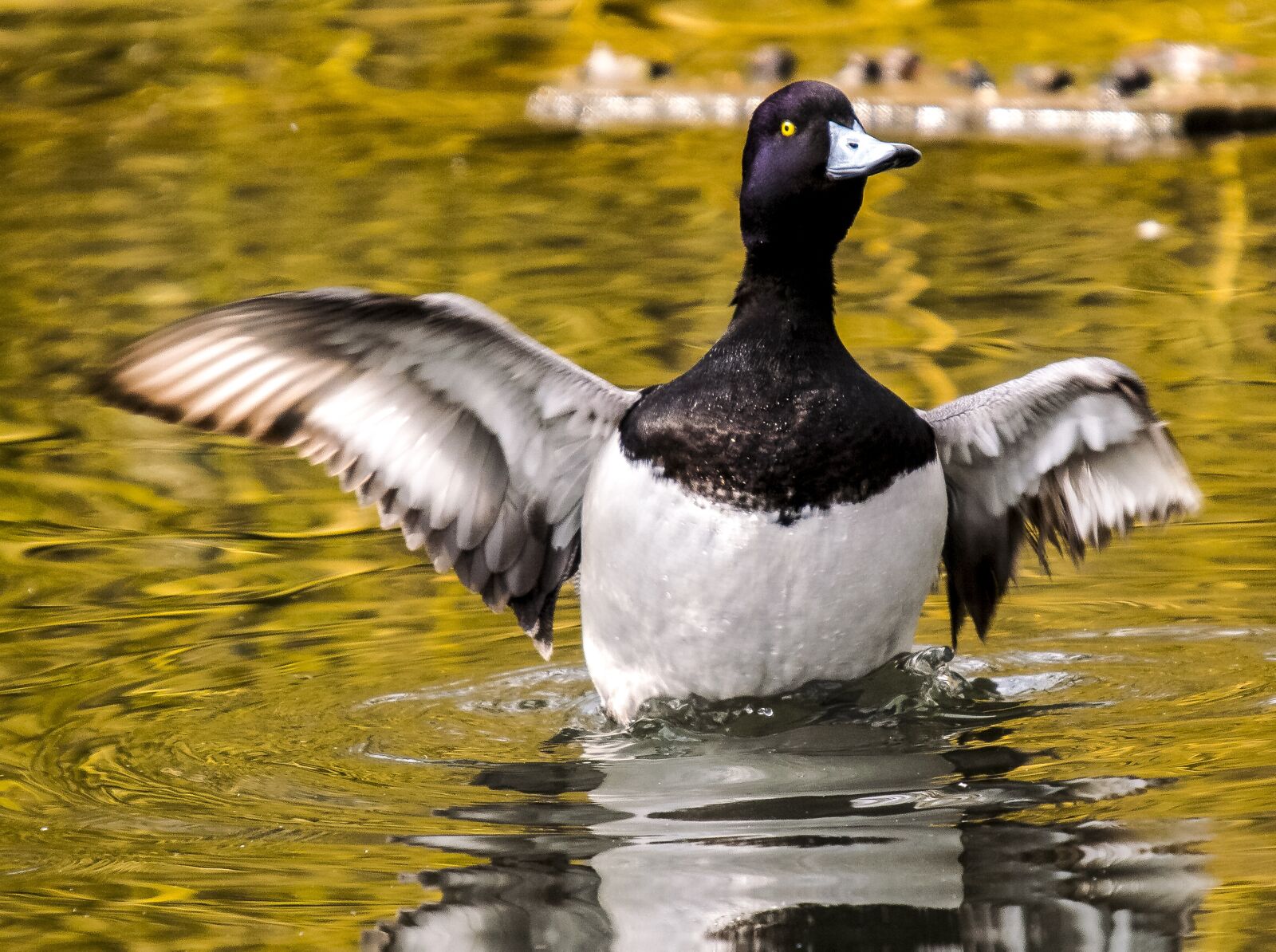 Olympus E-3 sample photo. Row pension, duck, water photography
