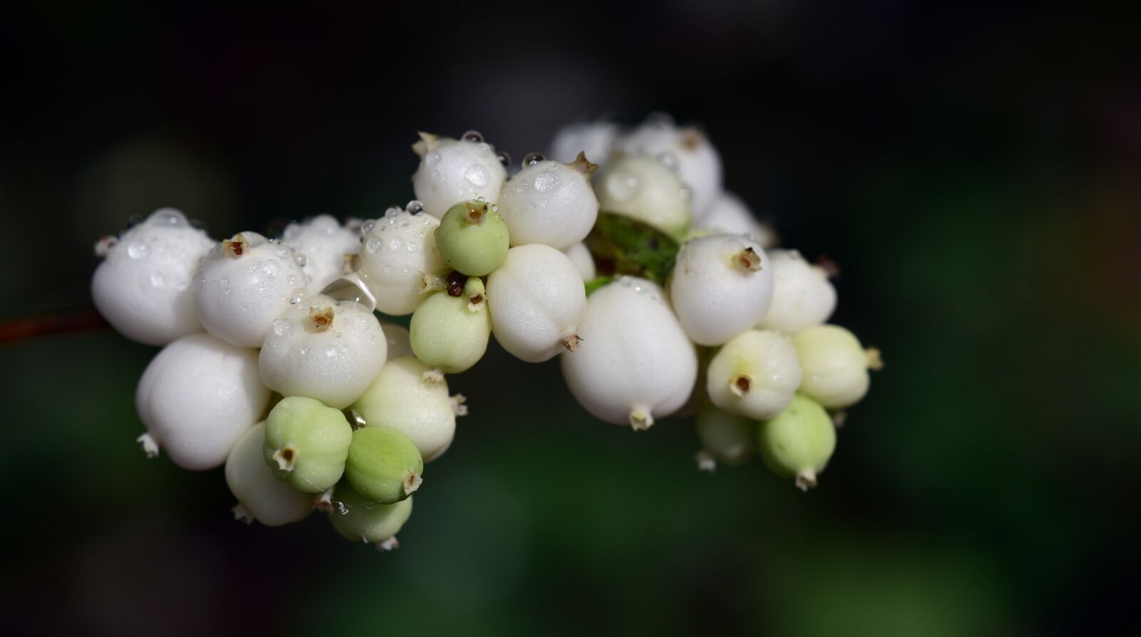 Nikon D750 sample photo. Ordinary schneebeere, snowberry albus photography