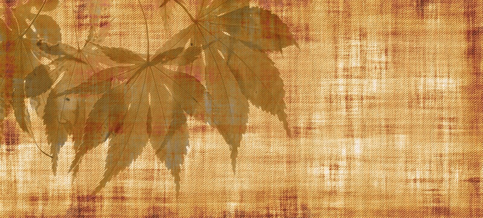 Nikon D5100 sample photo. Parchment, paper, leaves photography