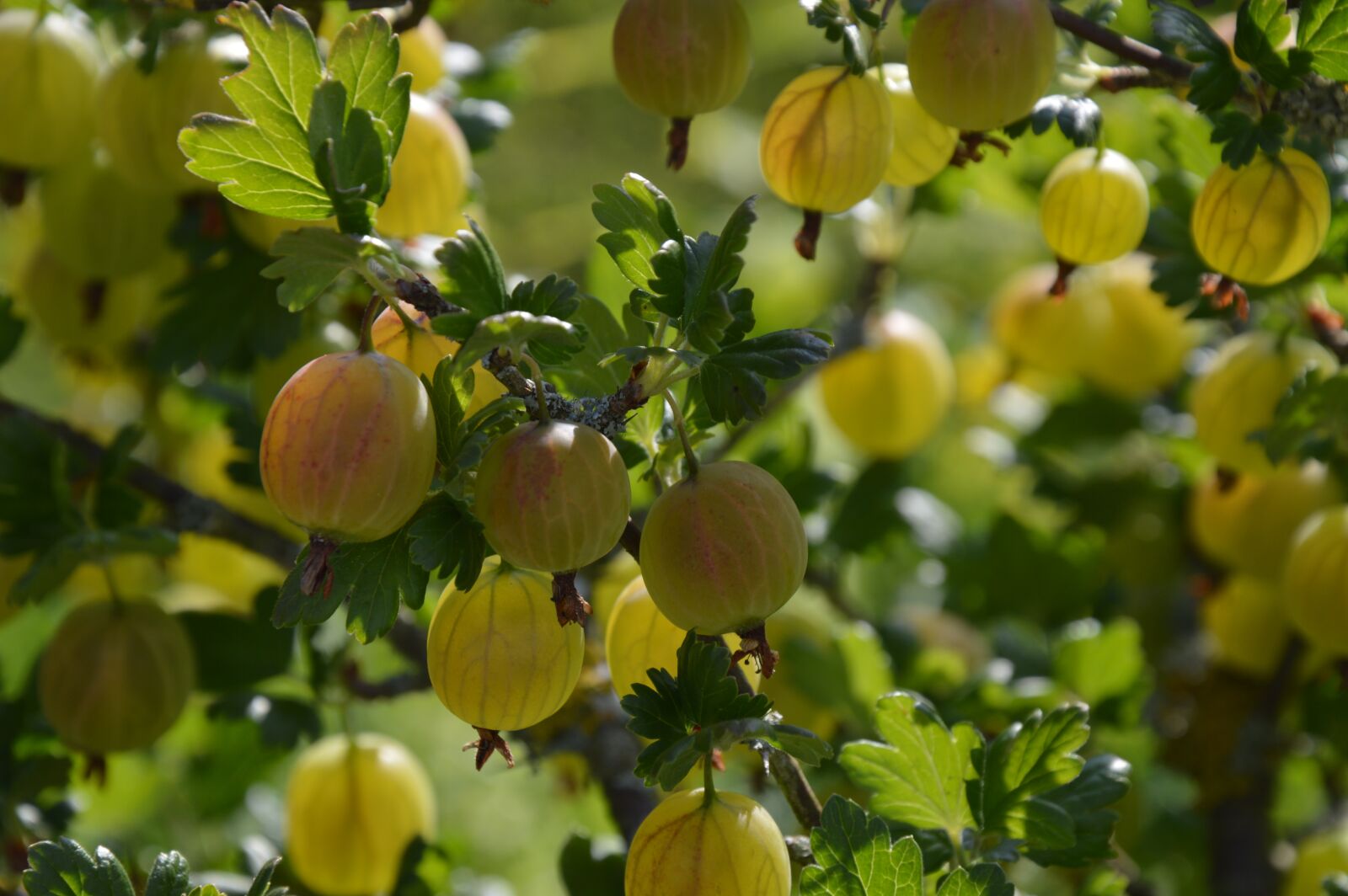 Nikon D3200 sample photo. Gooseberry, fruit, berry photography