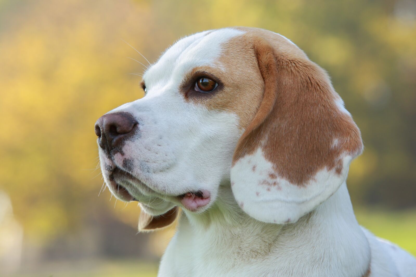 Canon EOS 5D Mark III sample photo. Beagle, hunting dog, breeding photography