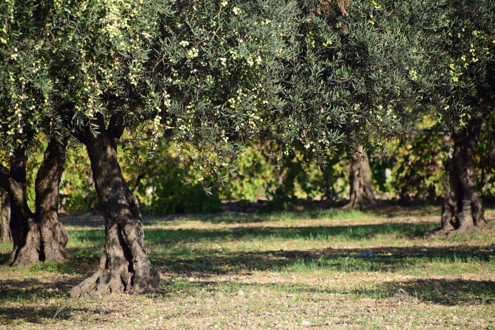 Nikon D3300 sample photo. Olives, olive tree, nature photography