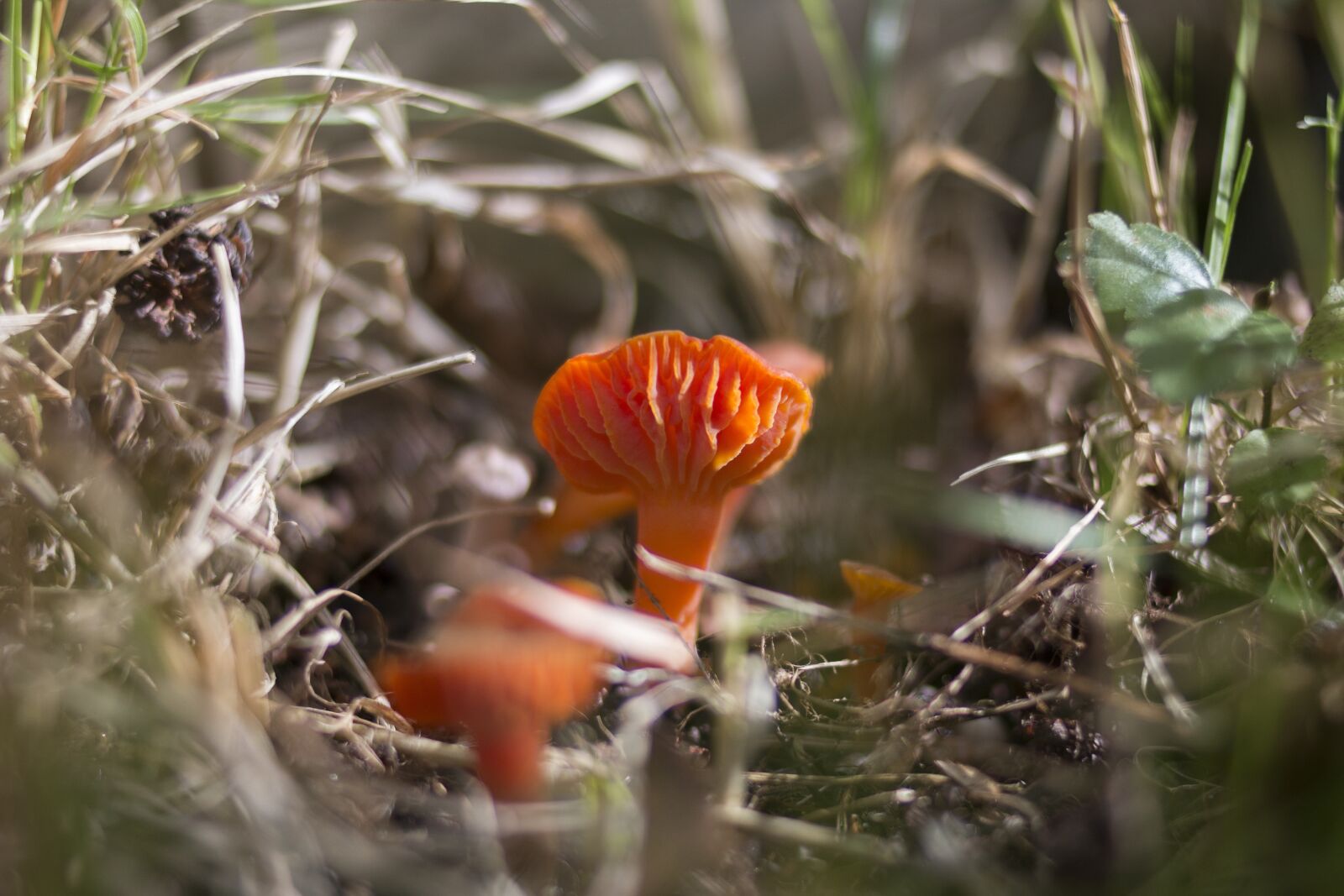 Canon EOS 70D + Canon EF 35mm F2 sample photo. Mushroom, grass, nature photography