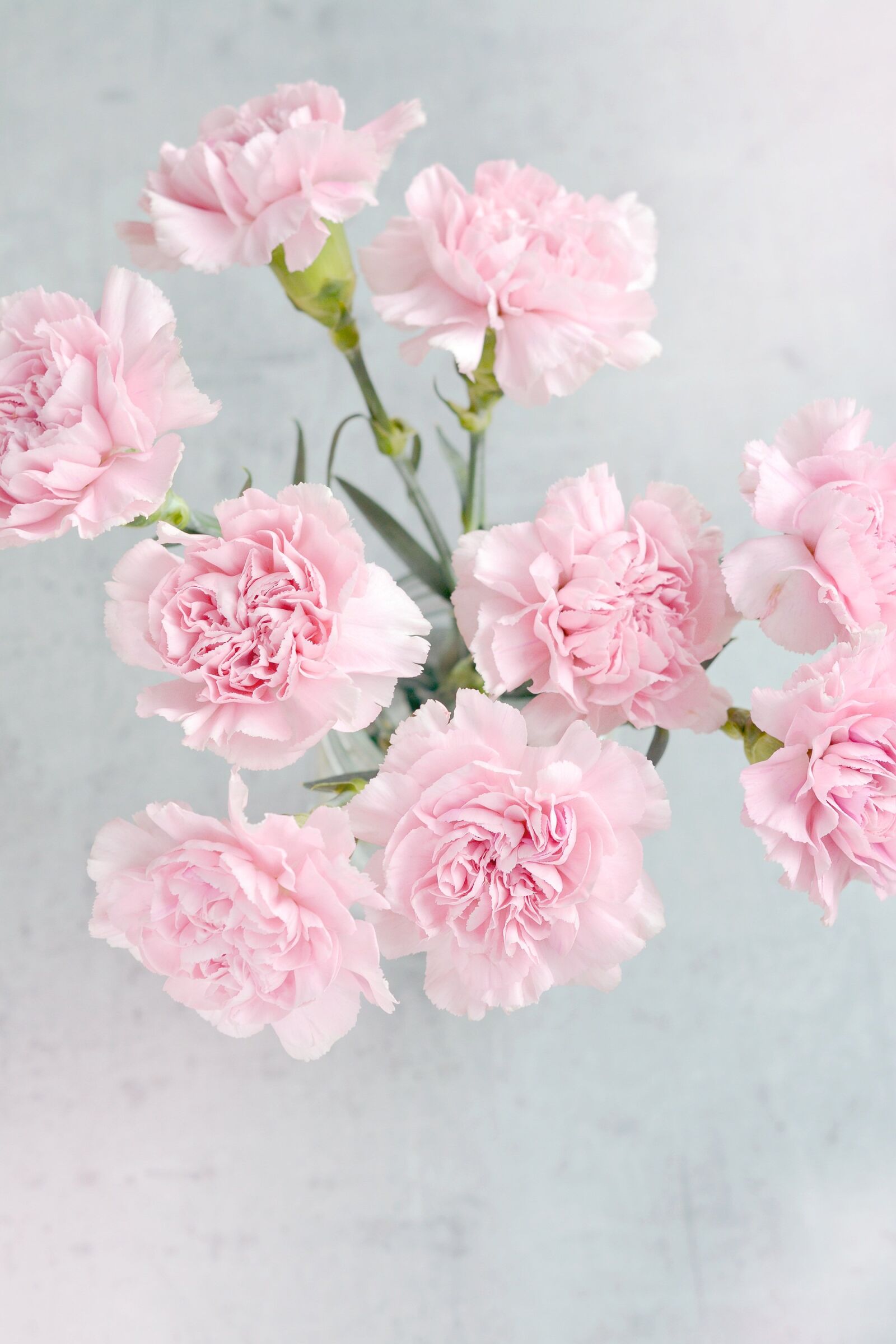 Nikon D7100 sample photo. Cloves, flowers, pink photography
