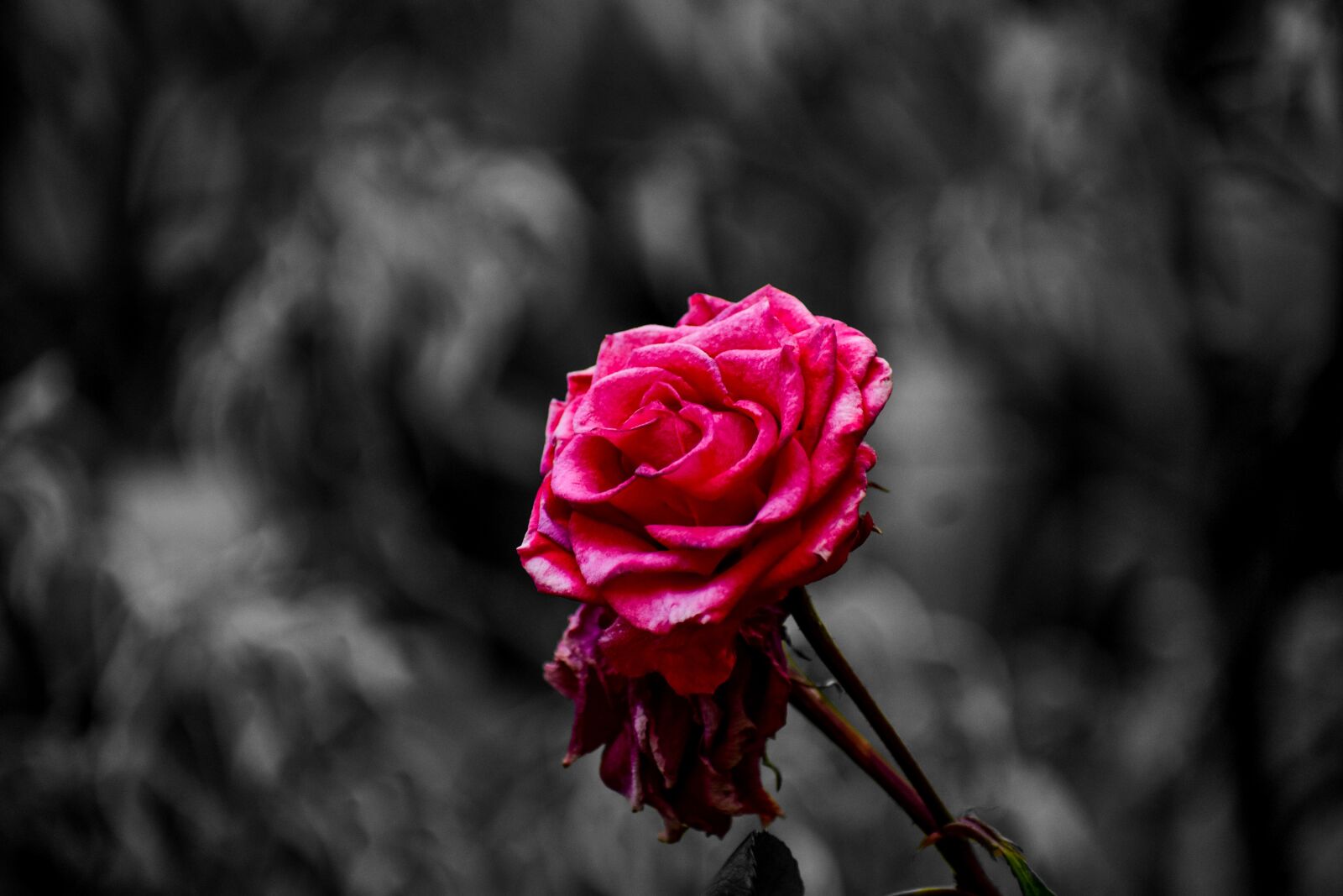 Nikon D3400 sample photo. Flower, art, nature photography