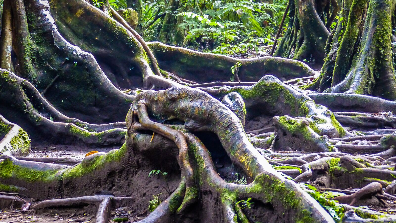 Panasonic Lumix DMC-FZ200 sample photo. Tree, nature, landscape photography