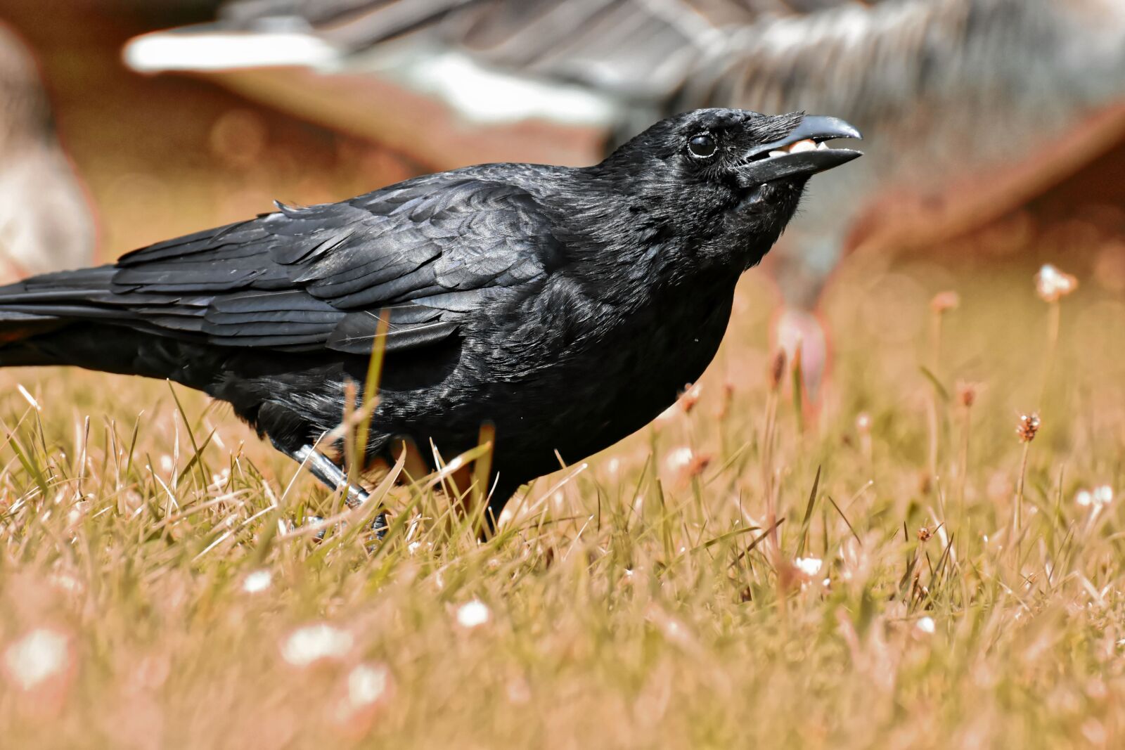 Nikon D7200 sample photo. Crow, raven bird, raven photography