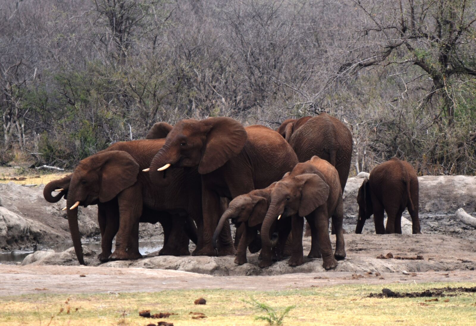 Nikon D5300 sample photo. African, elephants, waterhole photography