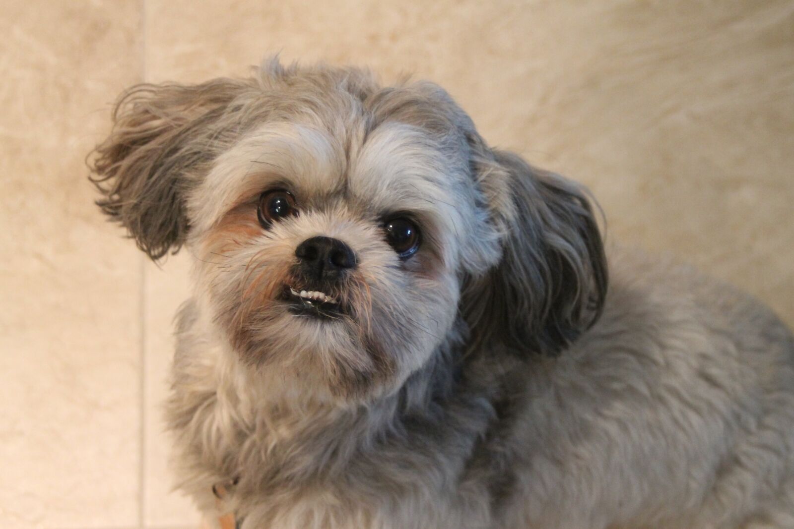 EF35-80mm f/4-5.6 II sample photo. Dog, shih tzu, puppy photography