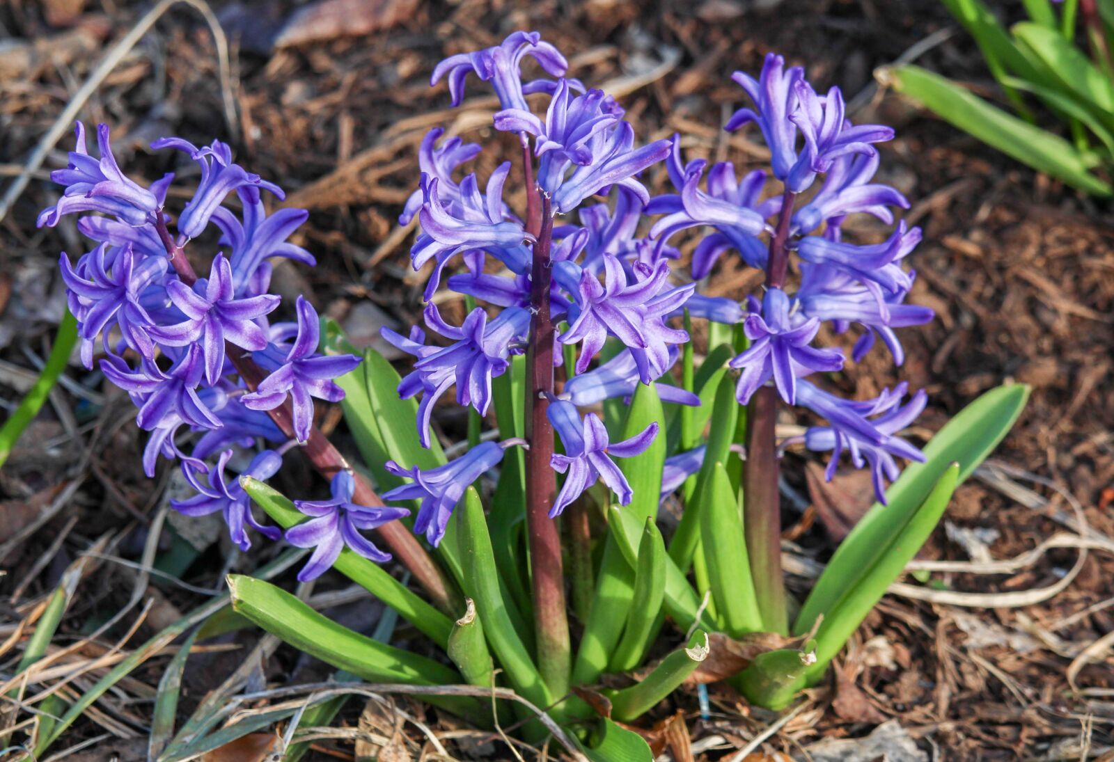 Canon EOS 700D (EOS Rebel T5i / EOS Kiss X7i) sample photo. Nature, flora, flower photography