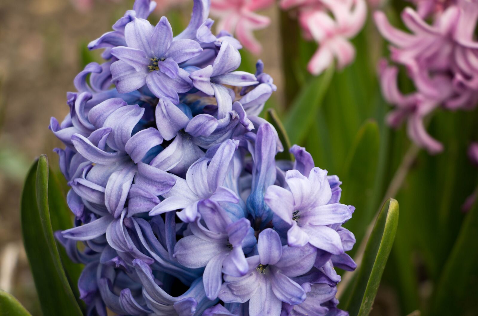 Canon EOS 70D sample photo. Hyacinth, flower, blue photography