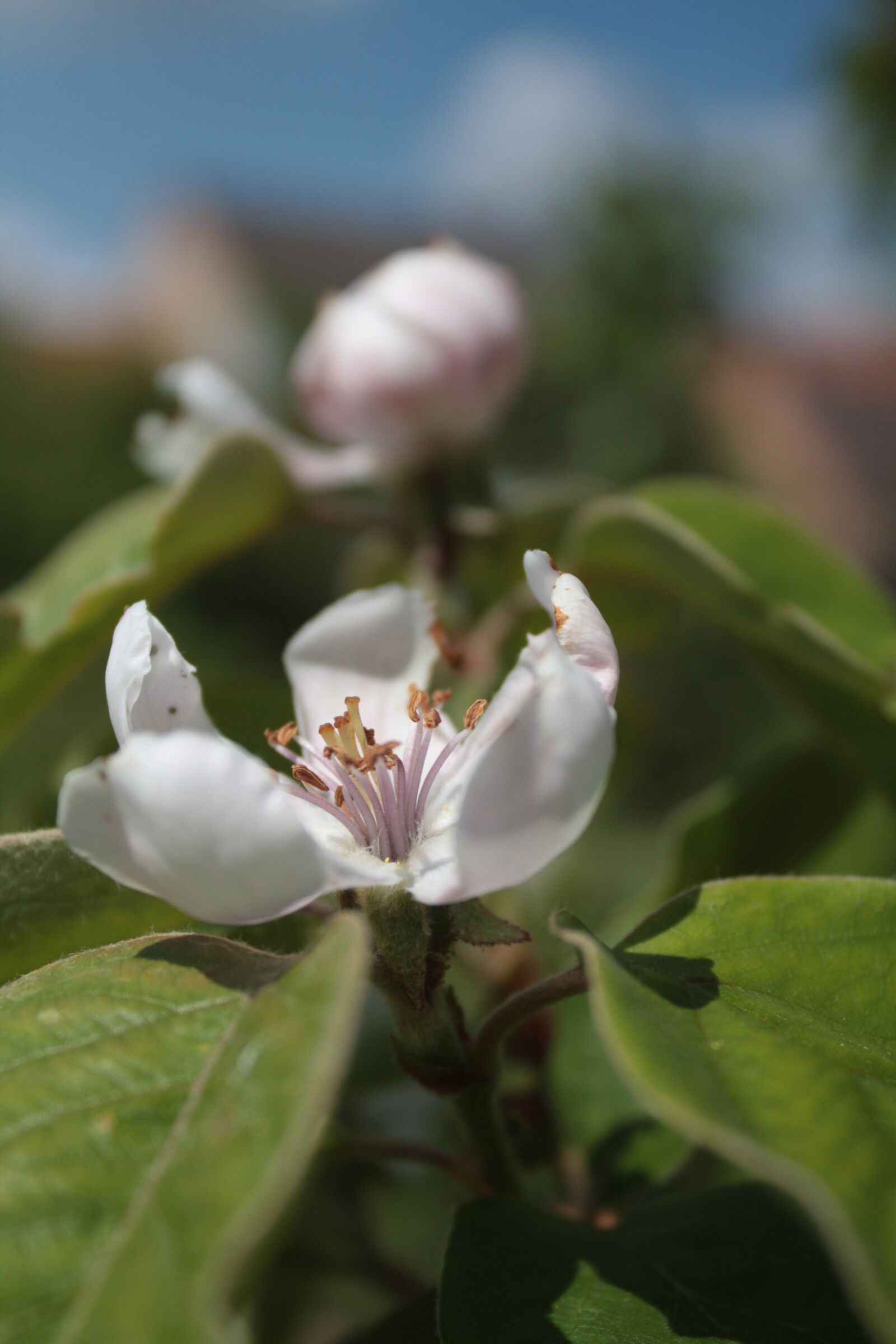 Canon EOS 450D (EOS Rebel XSi / EOS Kiss X2) sample photo. Quince, blossom, bloom photography