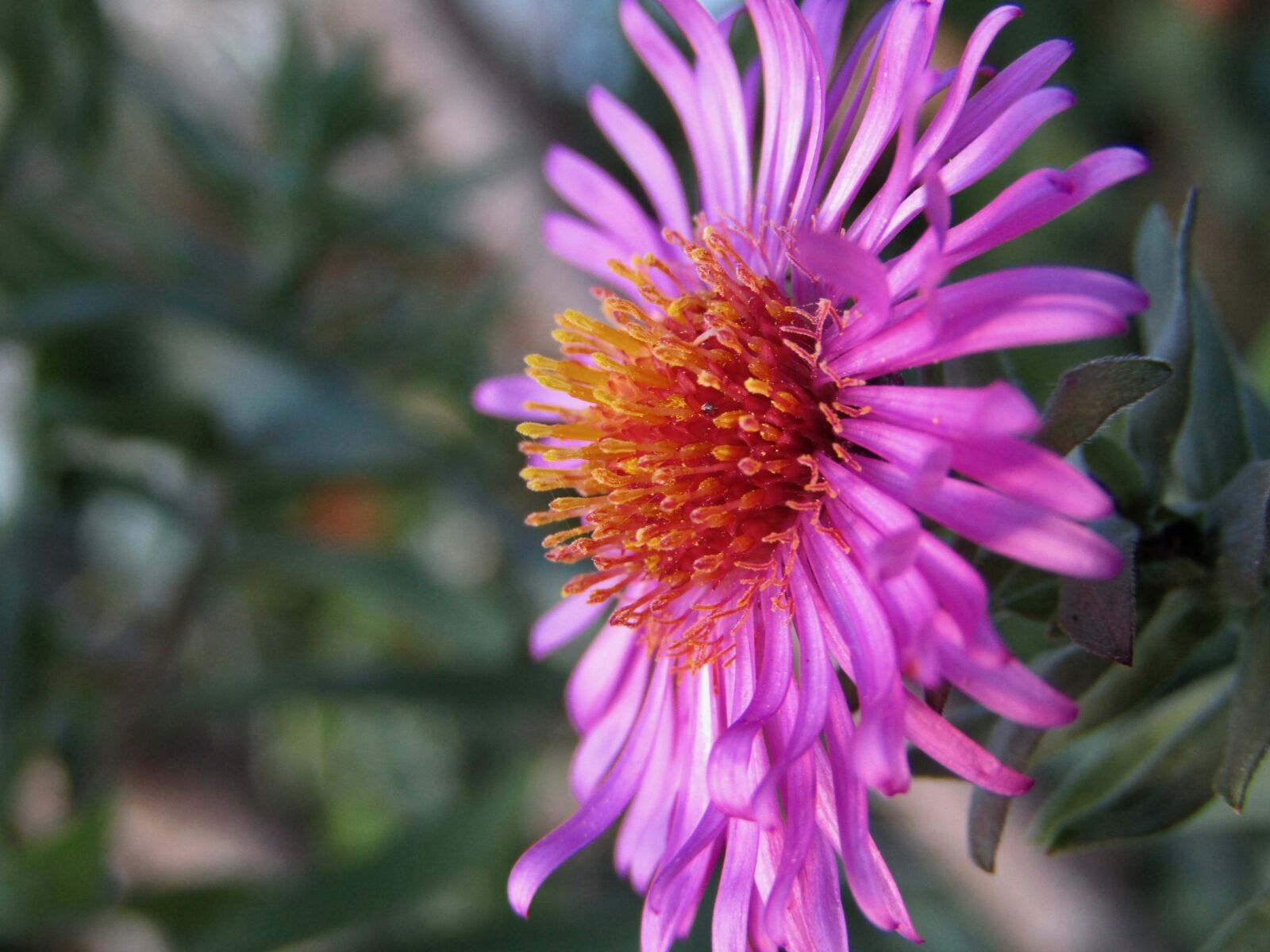 Canon PowerShot SX410 IS sample photo. Wild flower, violet, pollens photography