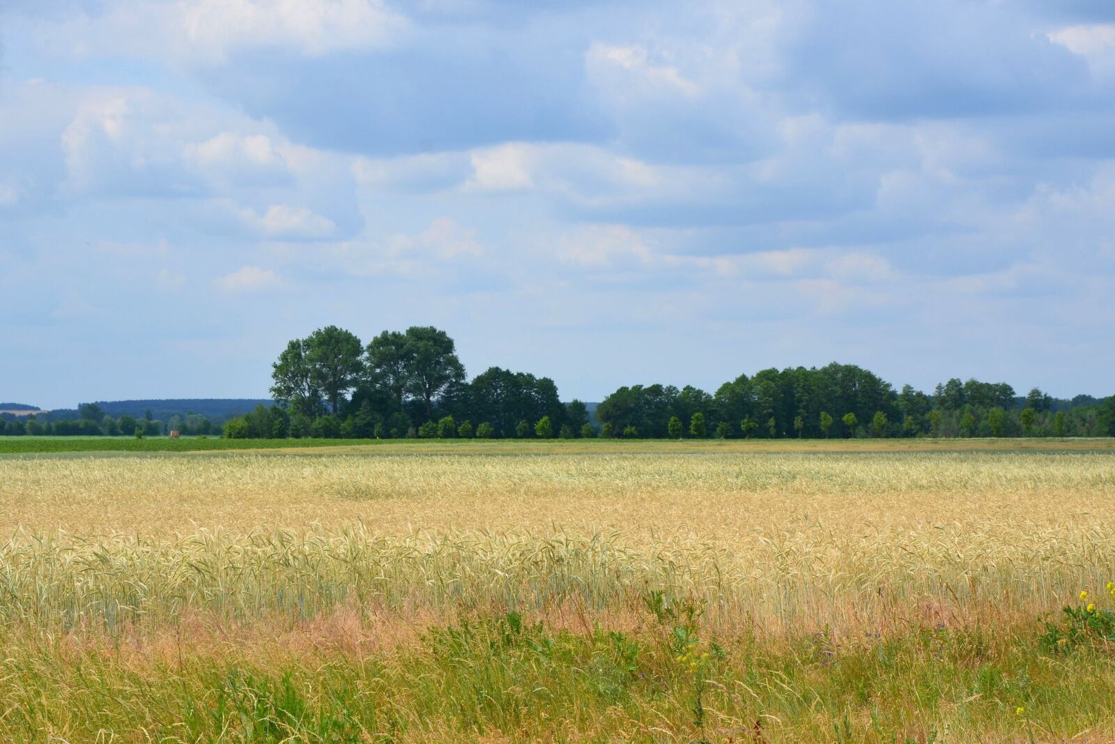 Nikon D5100 sample photo. Landscape, wheat field, trees photography