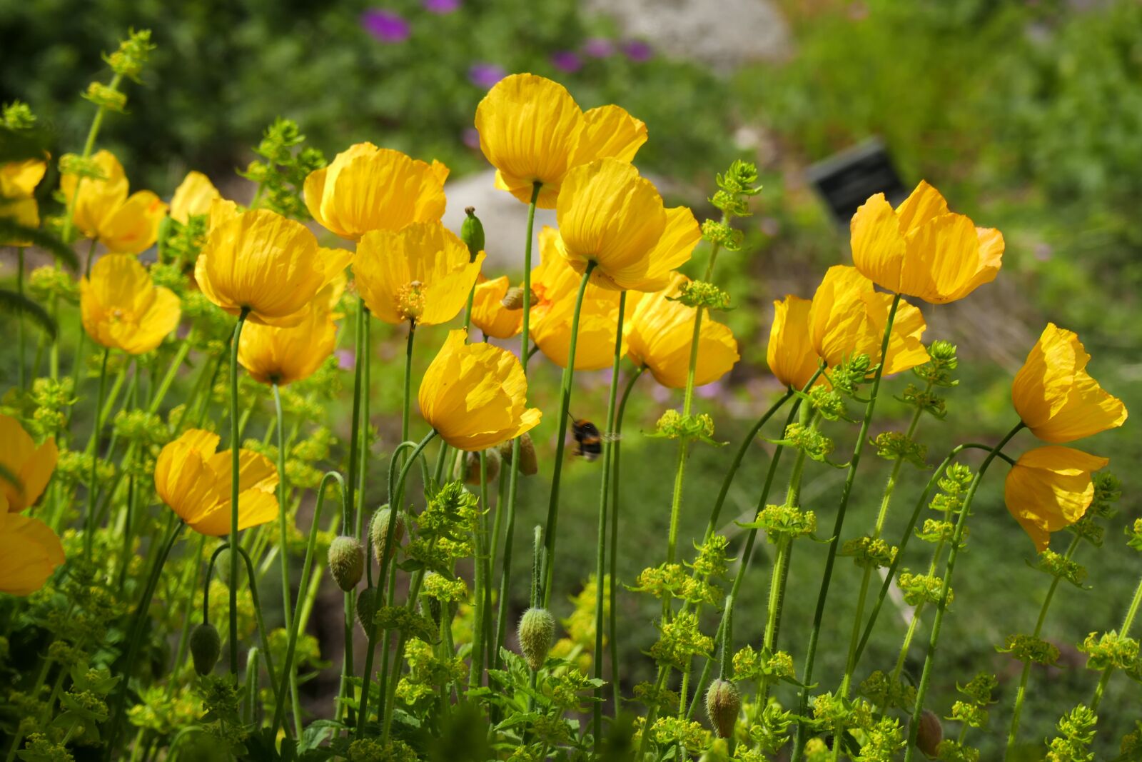 Panasonic Lumix DMC-ZS100 (Lumix DMC-TZ100) sample photo. Yellow, flowers, spring photography