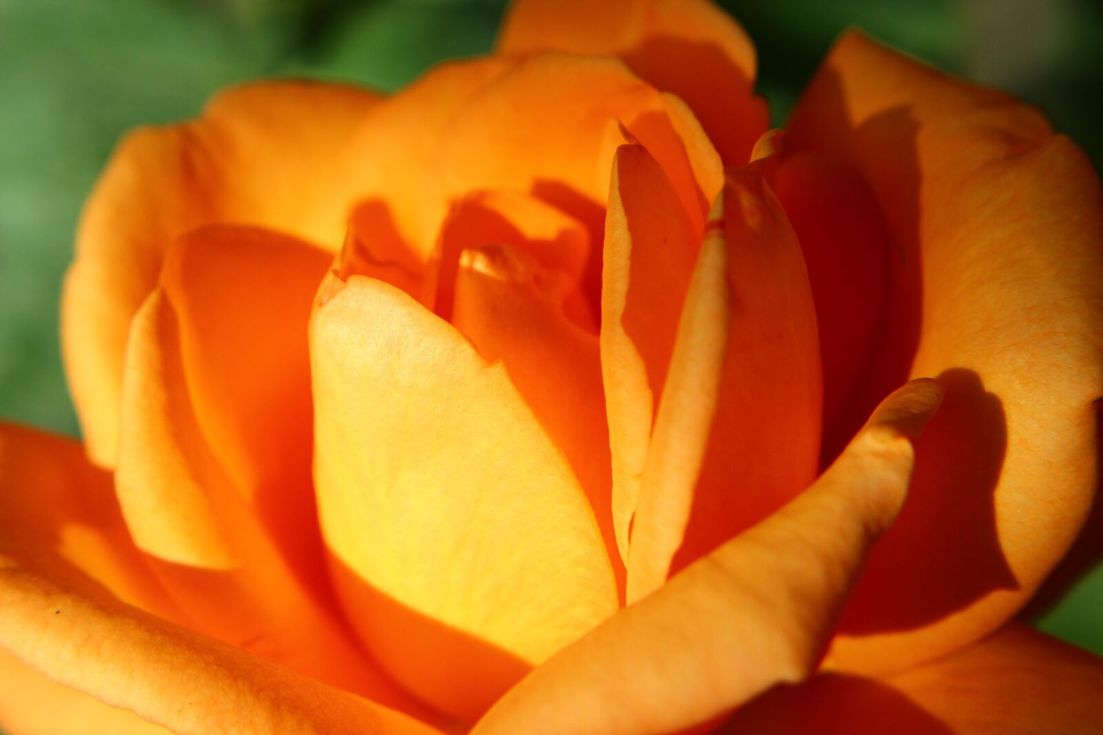 Canon EOS 600D (Rebel EOS T3i / EOS Kiss X5) + Canon EF 50mm F1.8 II sample photo. Rose, red, beautiful photography