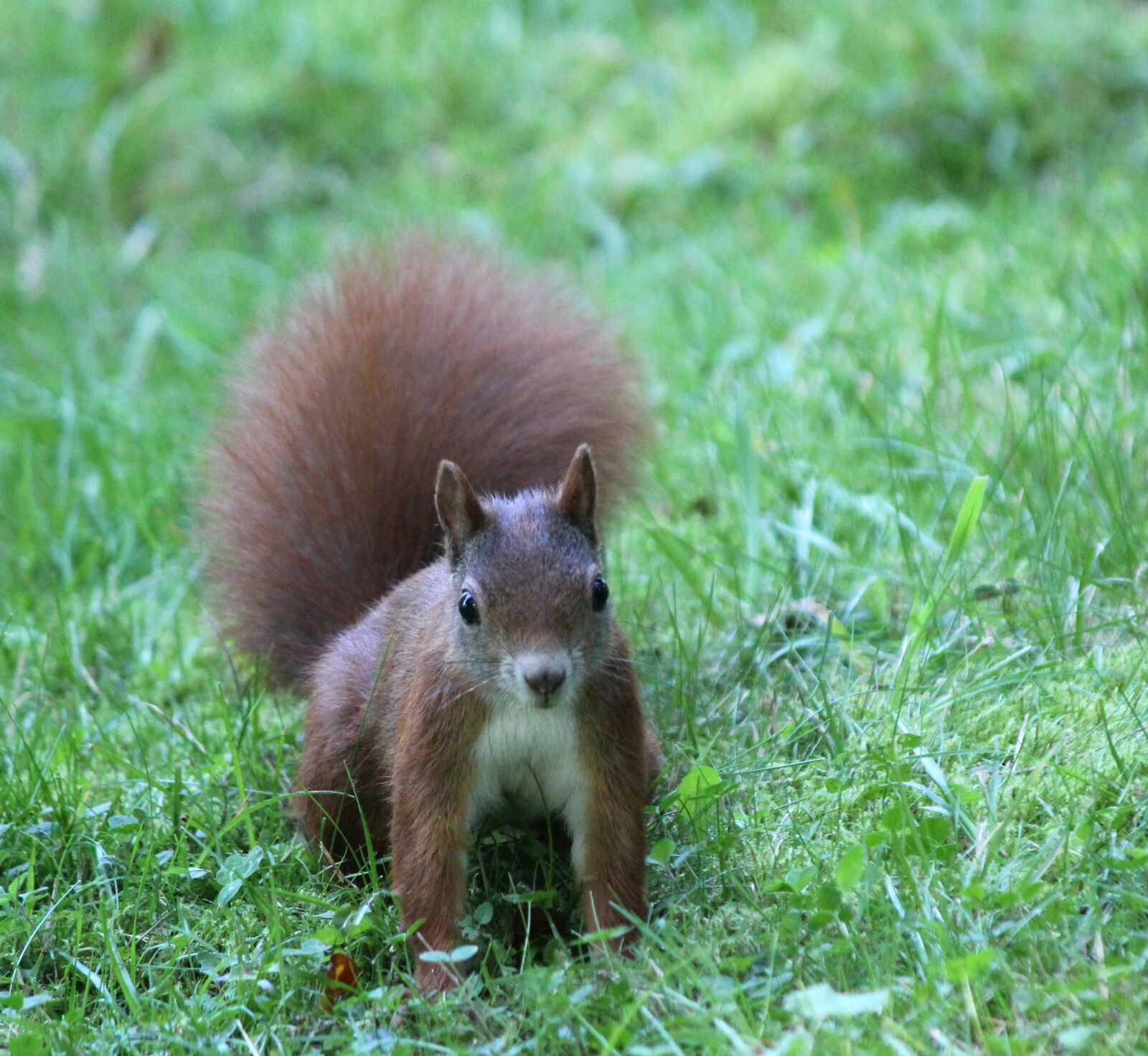 Canon EOS 550D (EOS Rebel T2i / EOS Kiss X4) sample photo. The squirrel, wild, curious photography