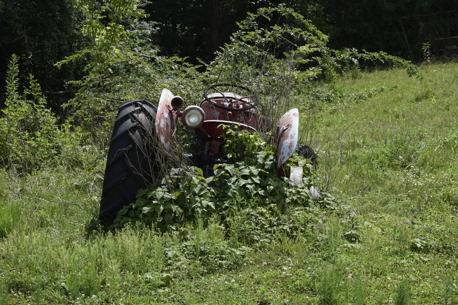 Nikon D3300 sample photo. Nature, grass, outdoors photography