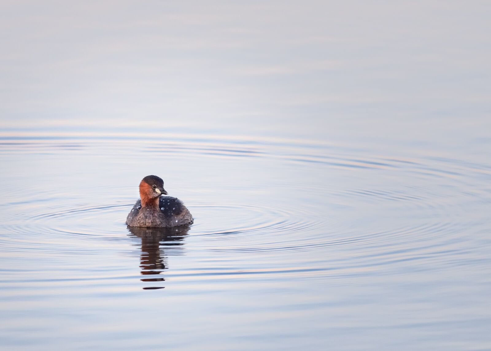 OLYMPUS M.300mm F4.0 sample photo. Little grebe, grebe, water photography