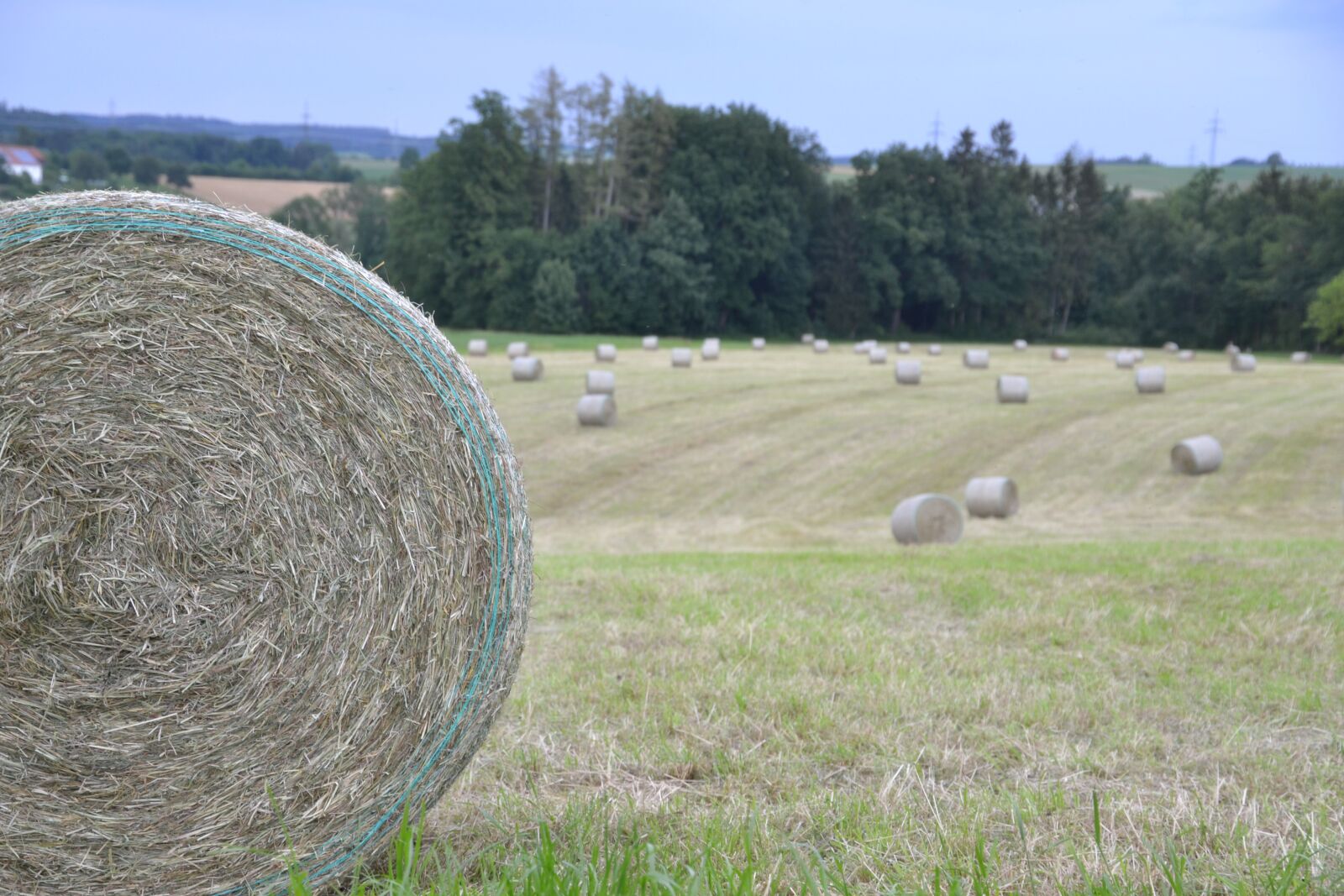 Nikon D3100 sample photo. Harvest, hay bales, pet photography