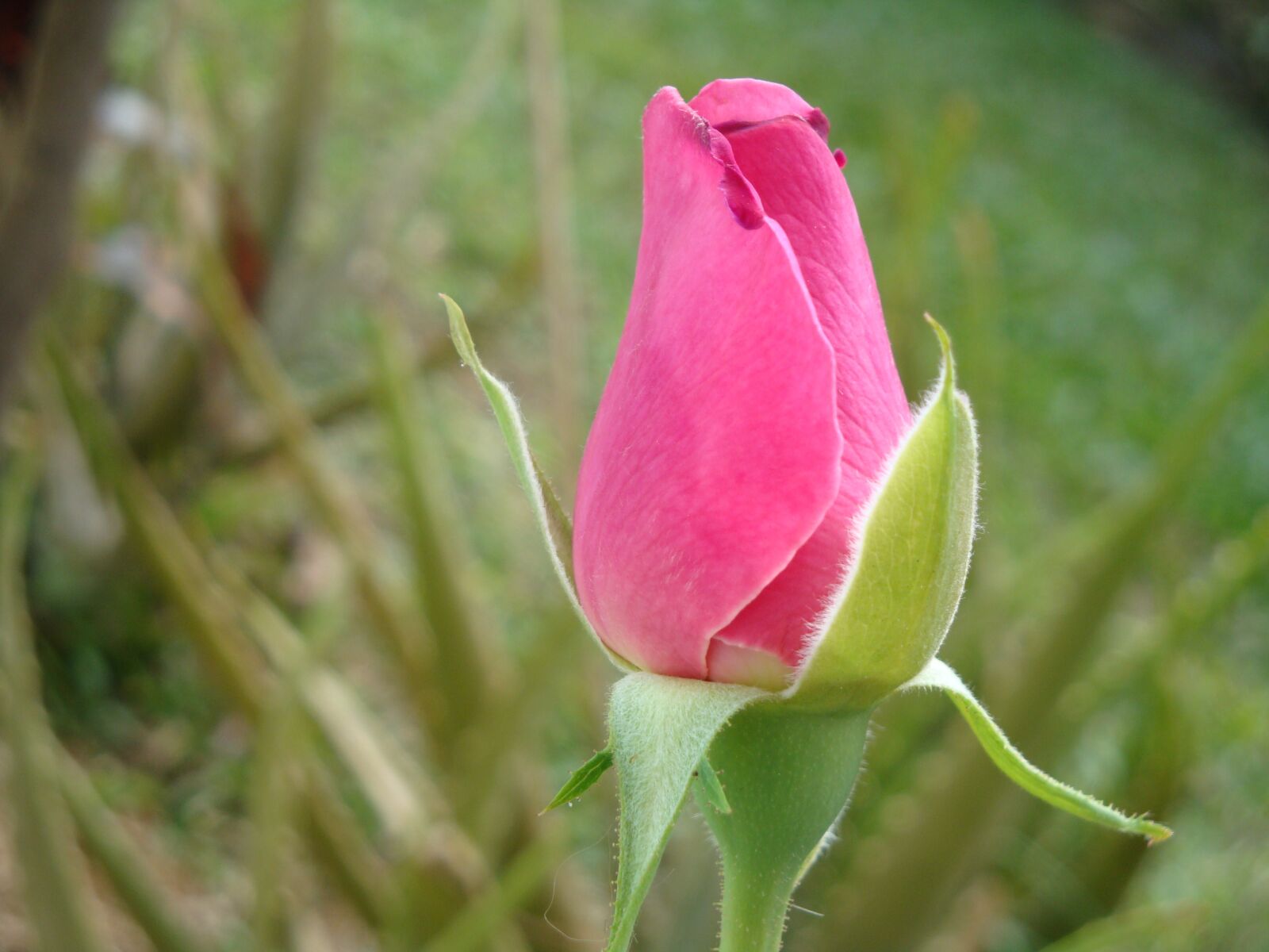 Sony Cyber-shot DSC-W150 sample photo. Rose, flower, blossom photography