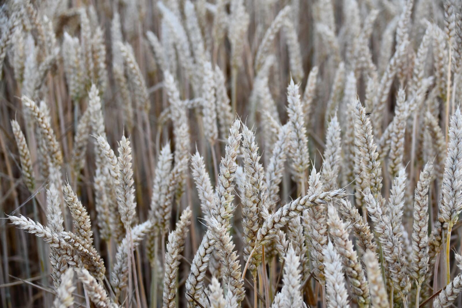 Nikon D5600 sample photo. Wheats, ears of wheat photography