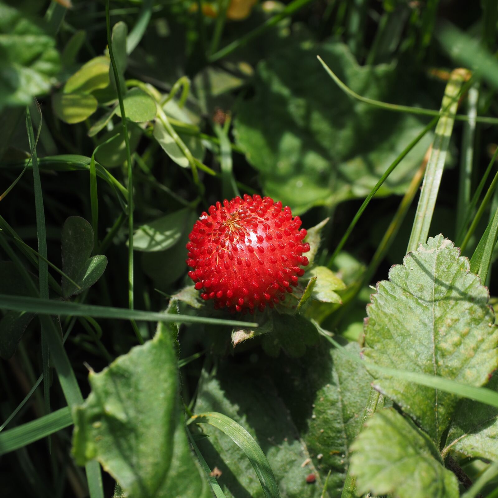 Olympus OM-D E-M1 + Olympus M.Zuiko Digital ED 12-40mm F2.8 Pro sample photo. Translucent strawberry, strawberry, berry photography