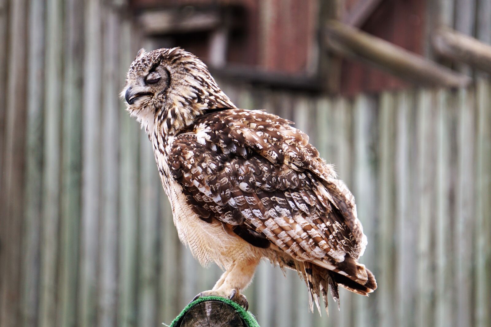 Sony E 55-210mm F4.5-6.3 OSS sample photo. Wildlife park, zoo, belgium photography